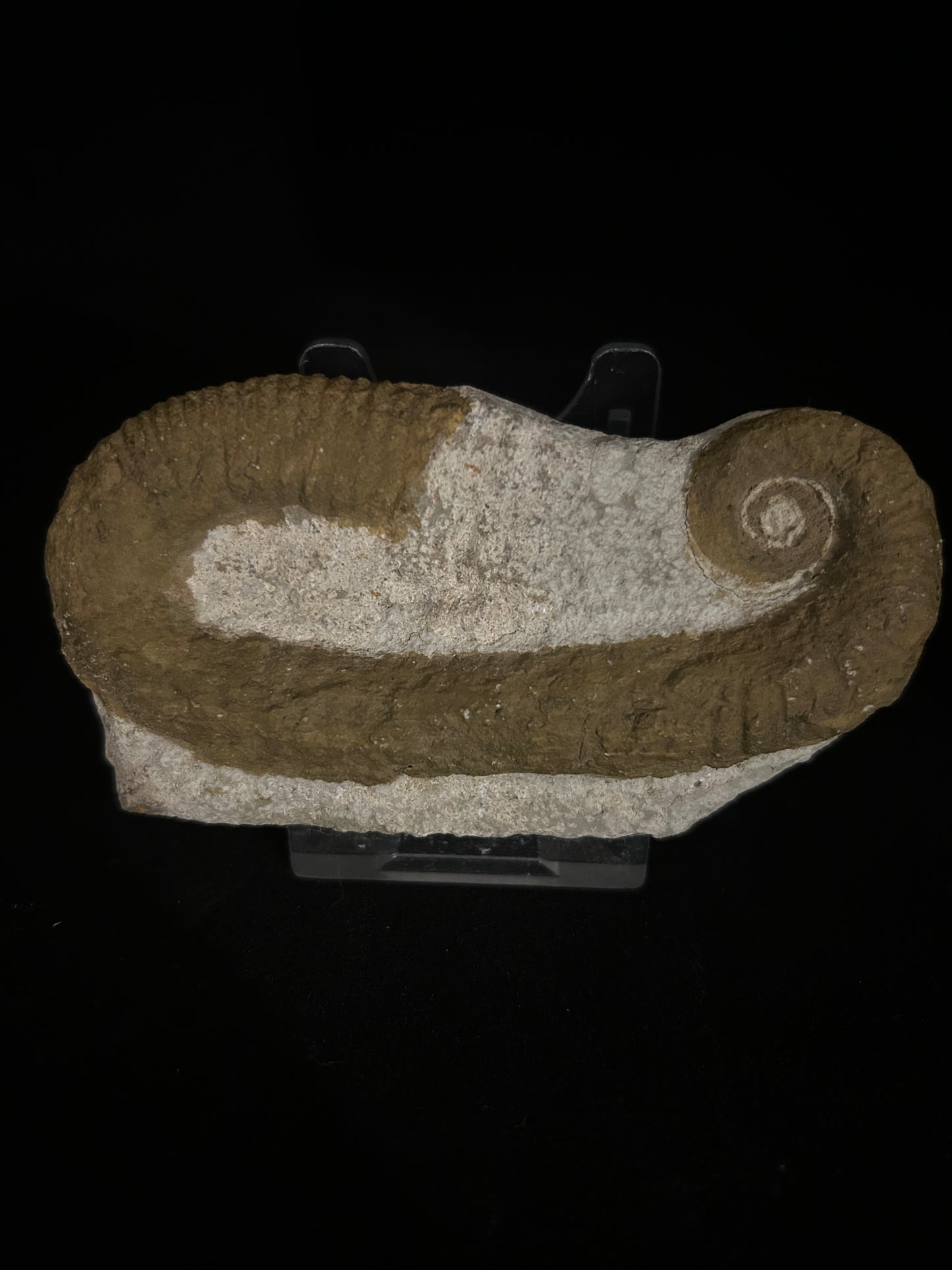 Heteromorph Ammonite