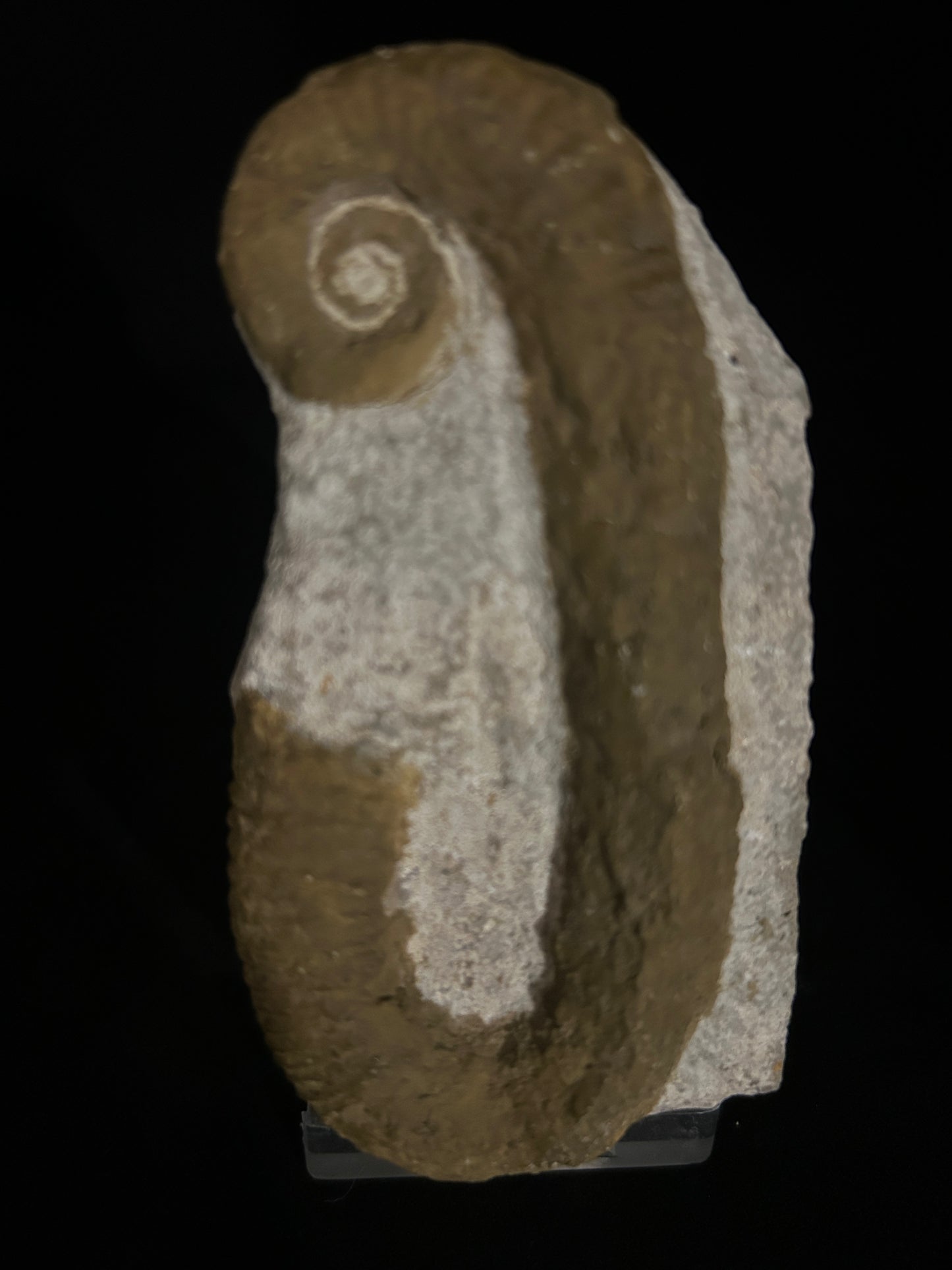 Heteromorph Ammonite