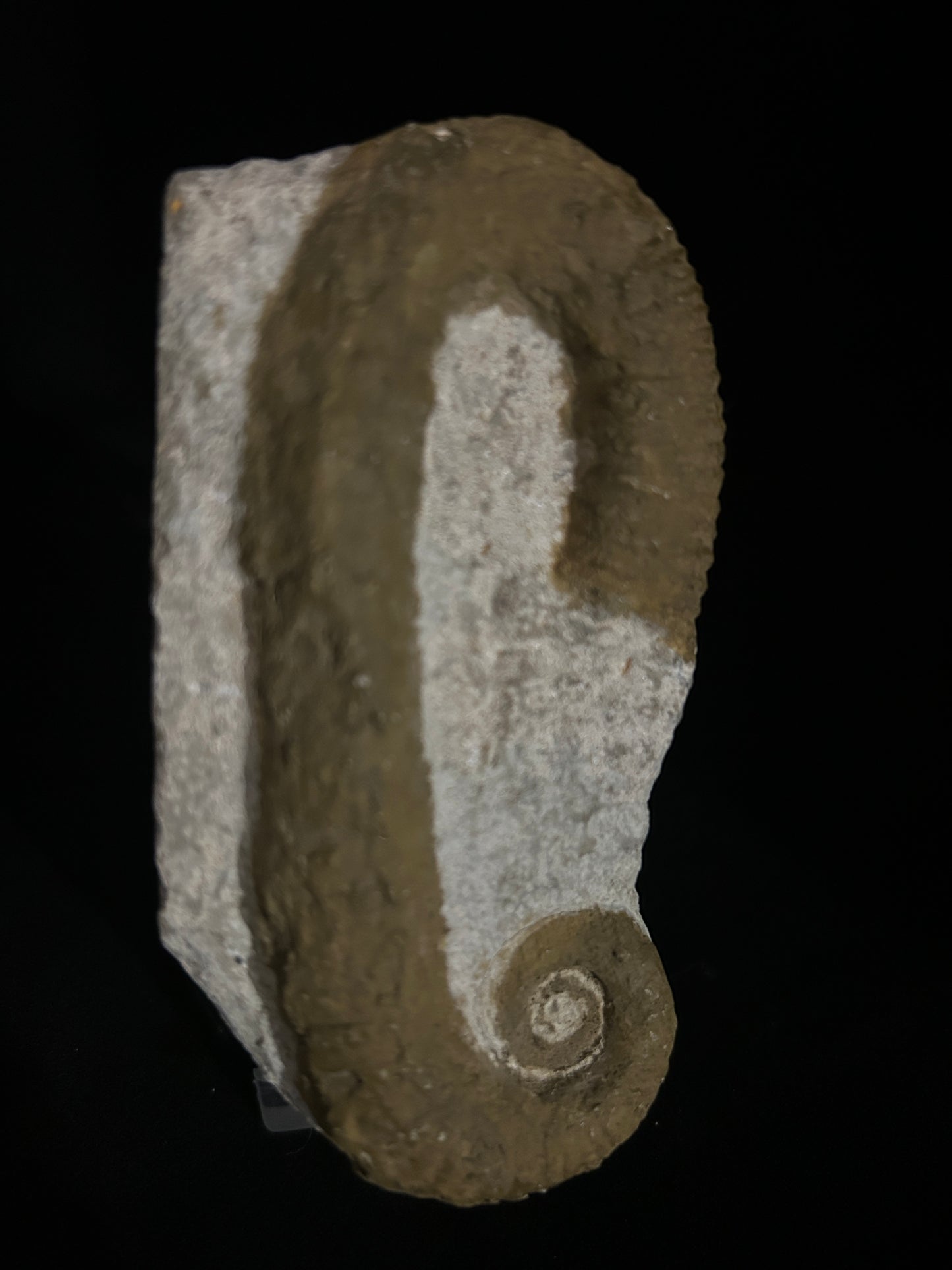Heteromorph Ammonite