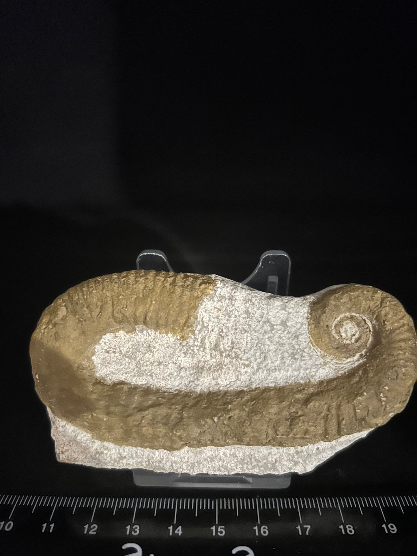 Heteromorph Ammonite