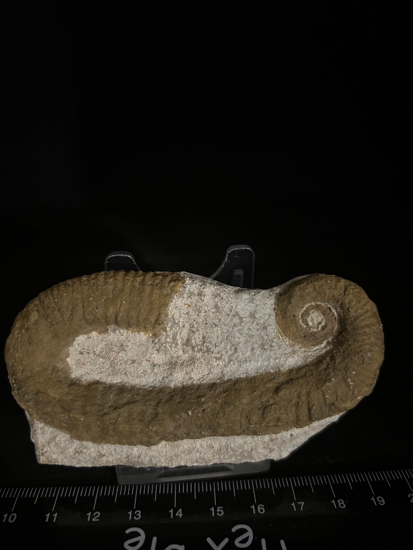 Heteromorph Ammonite