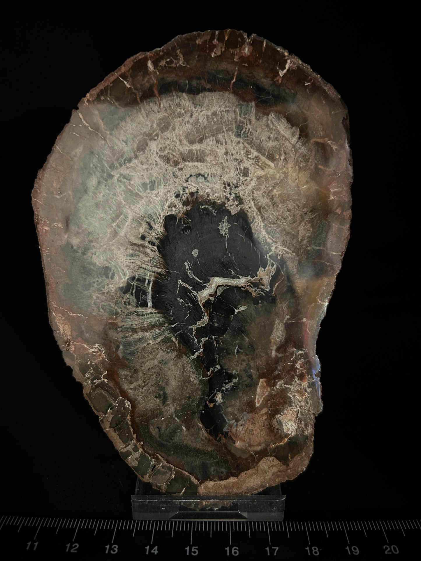 Agatised Fossil Wood