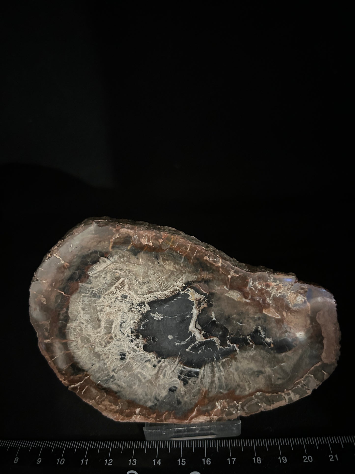 Agatised Fossil Wood
