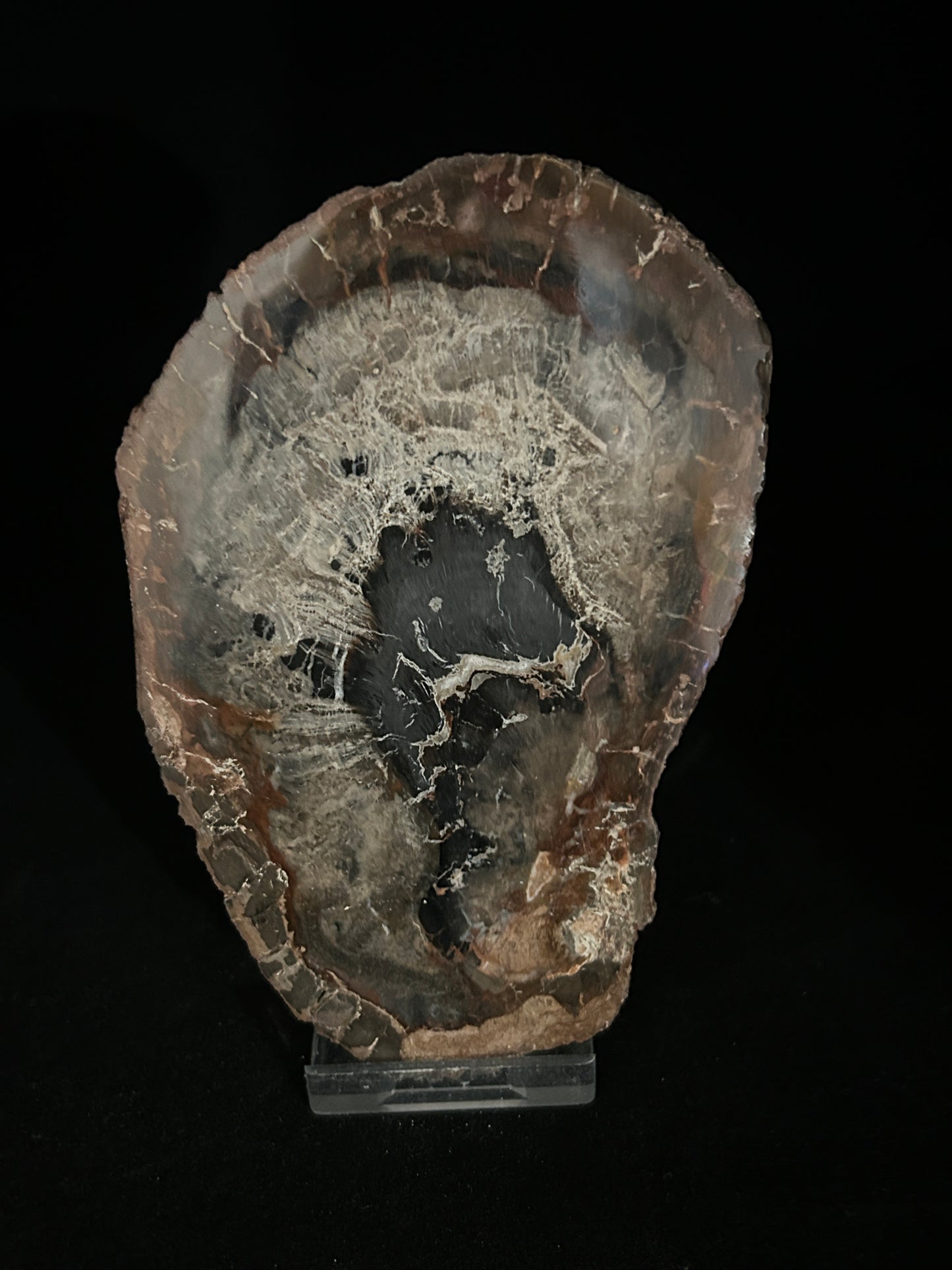 Agatised Fossil Wood
