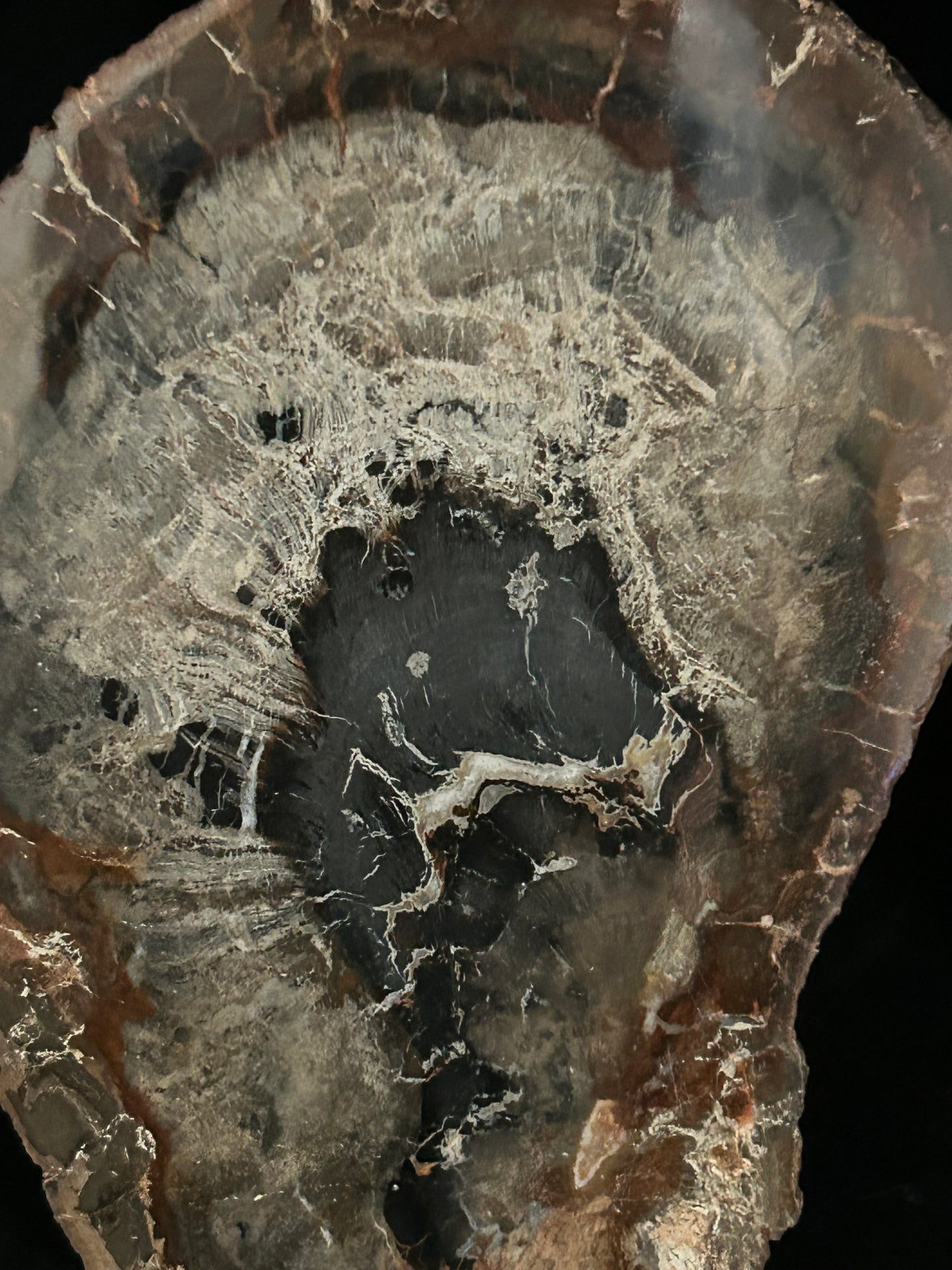Agatised Fossil Wood