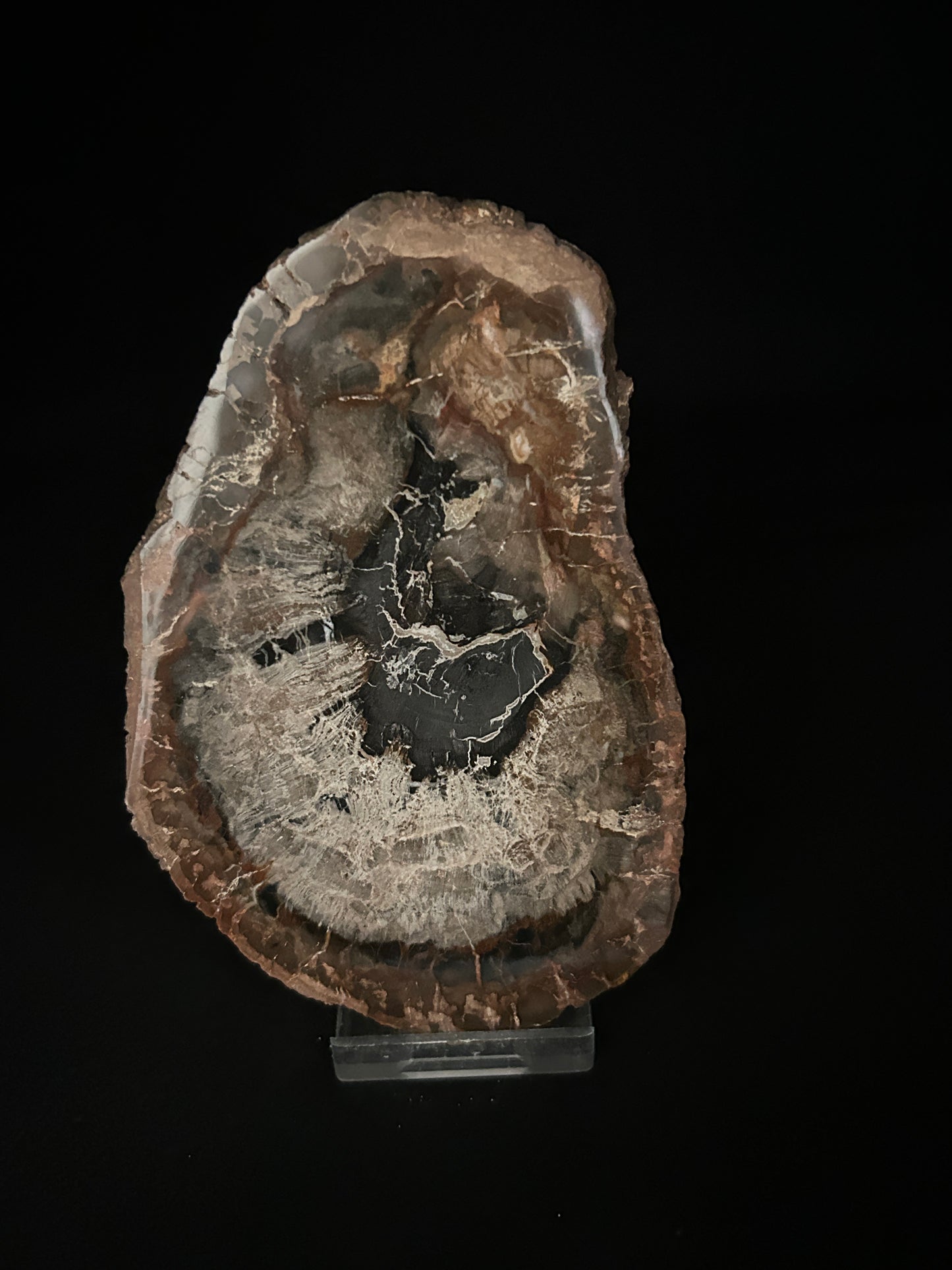 Agatised Fossil Wood