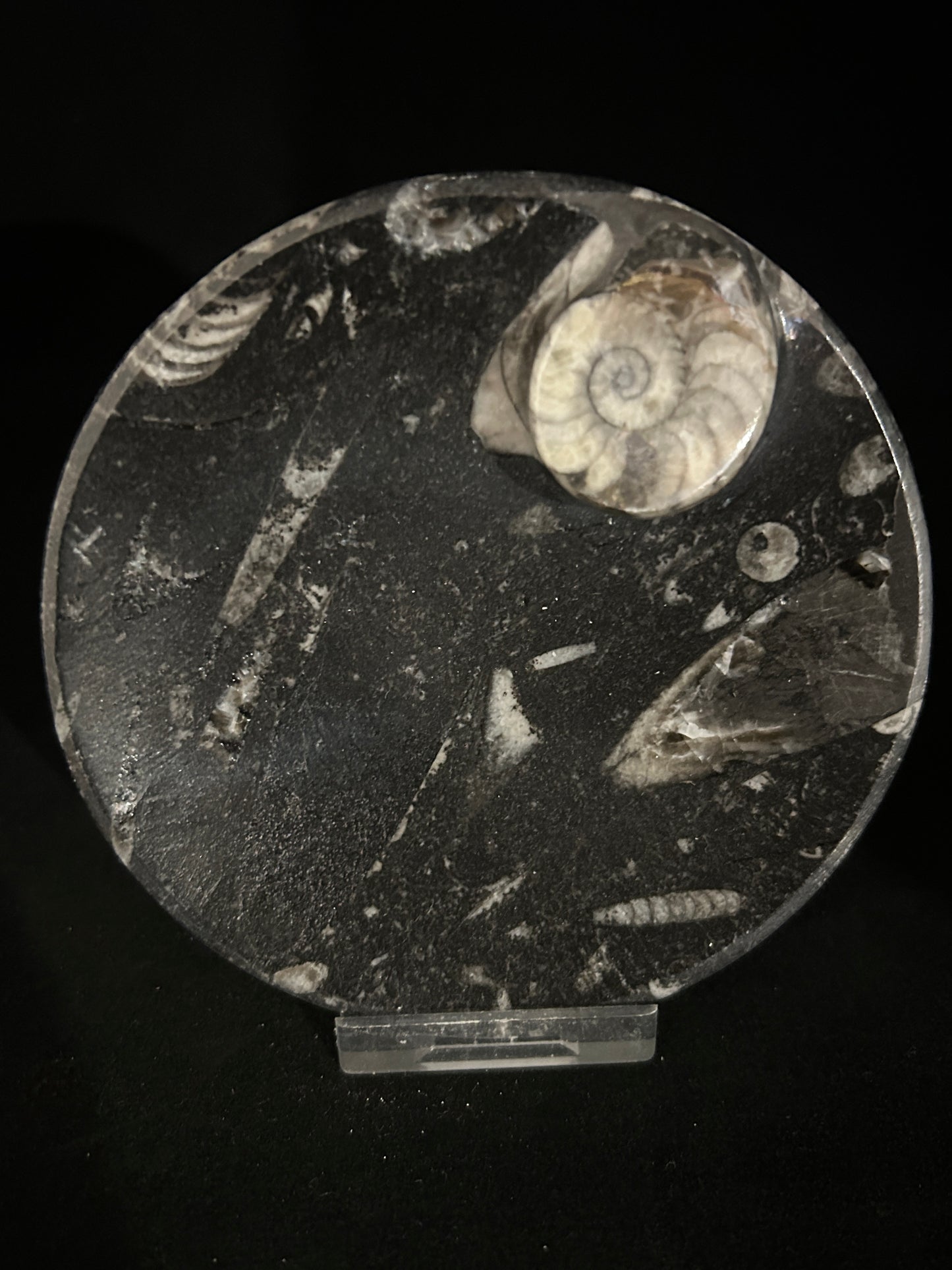 Fossil Orthoceras and Ammonite Dish