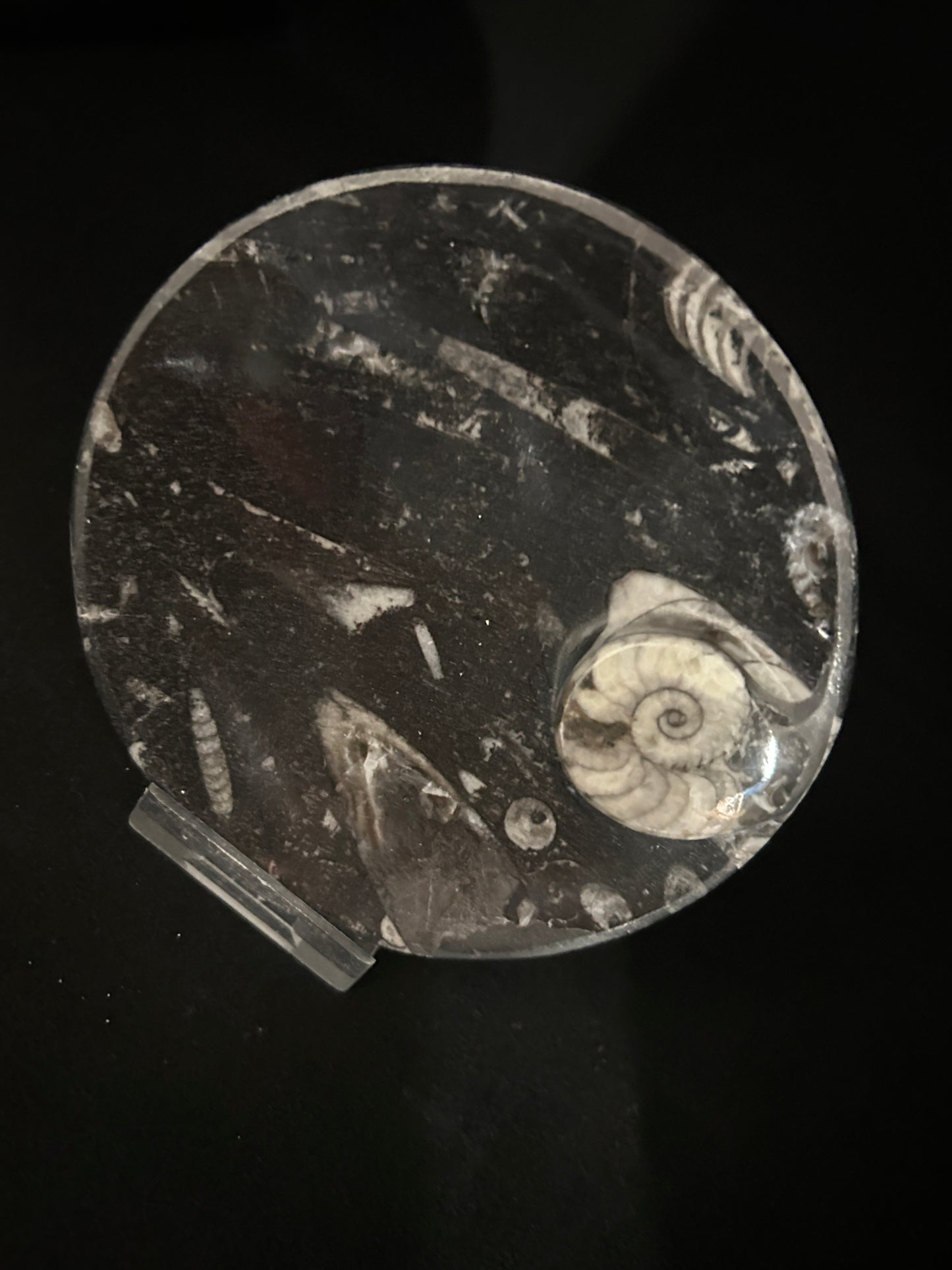 Fossil Orthoceras and Ammonite Dish