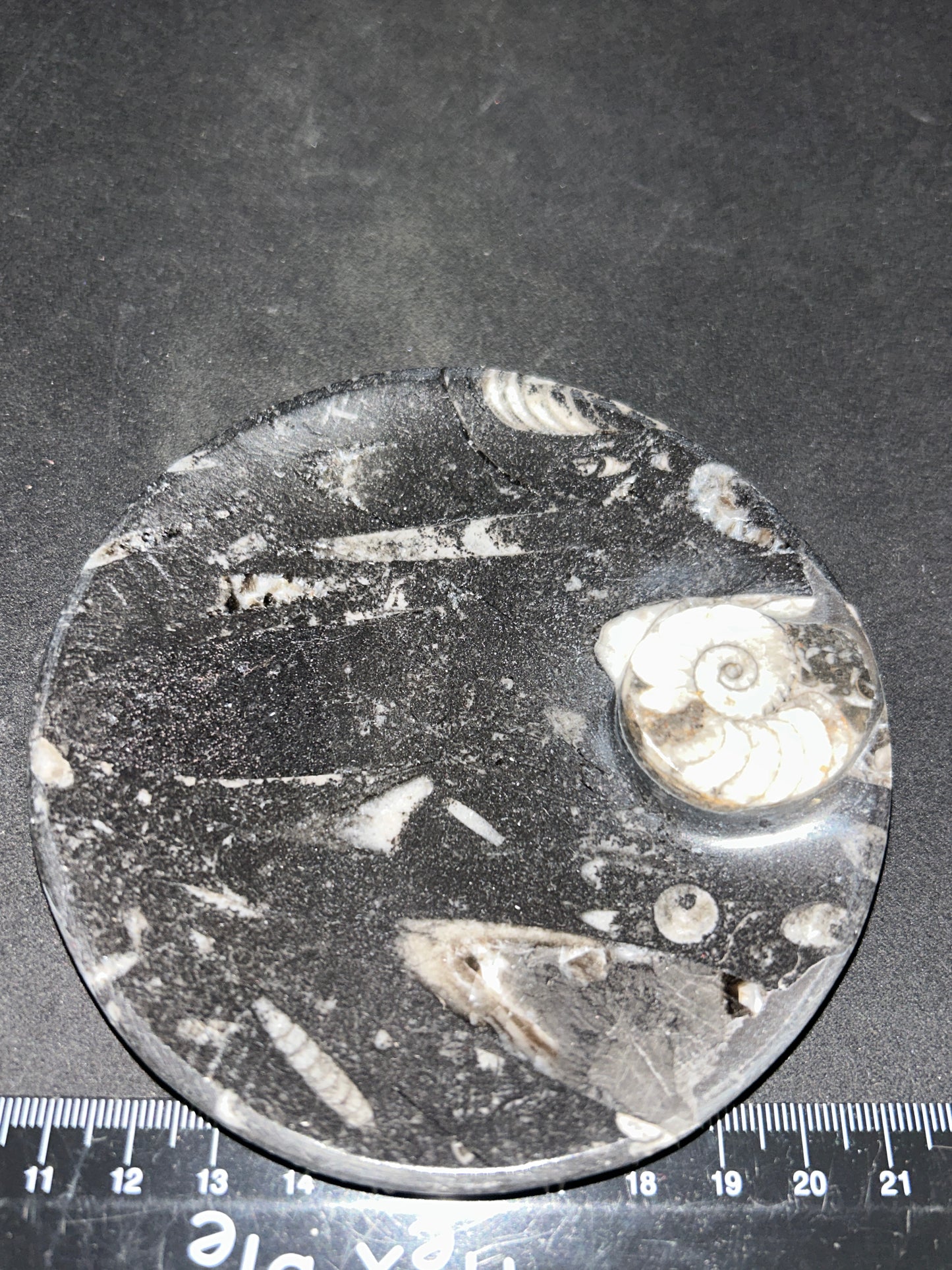 Fossil Orthoceras and Ammonite Dish