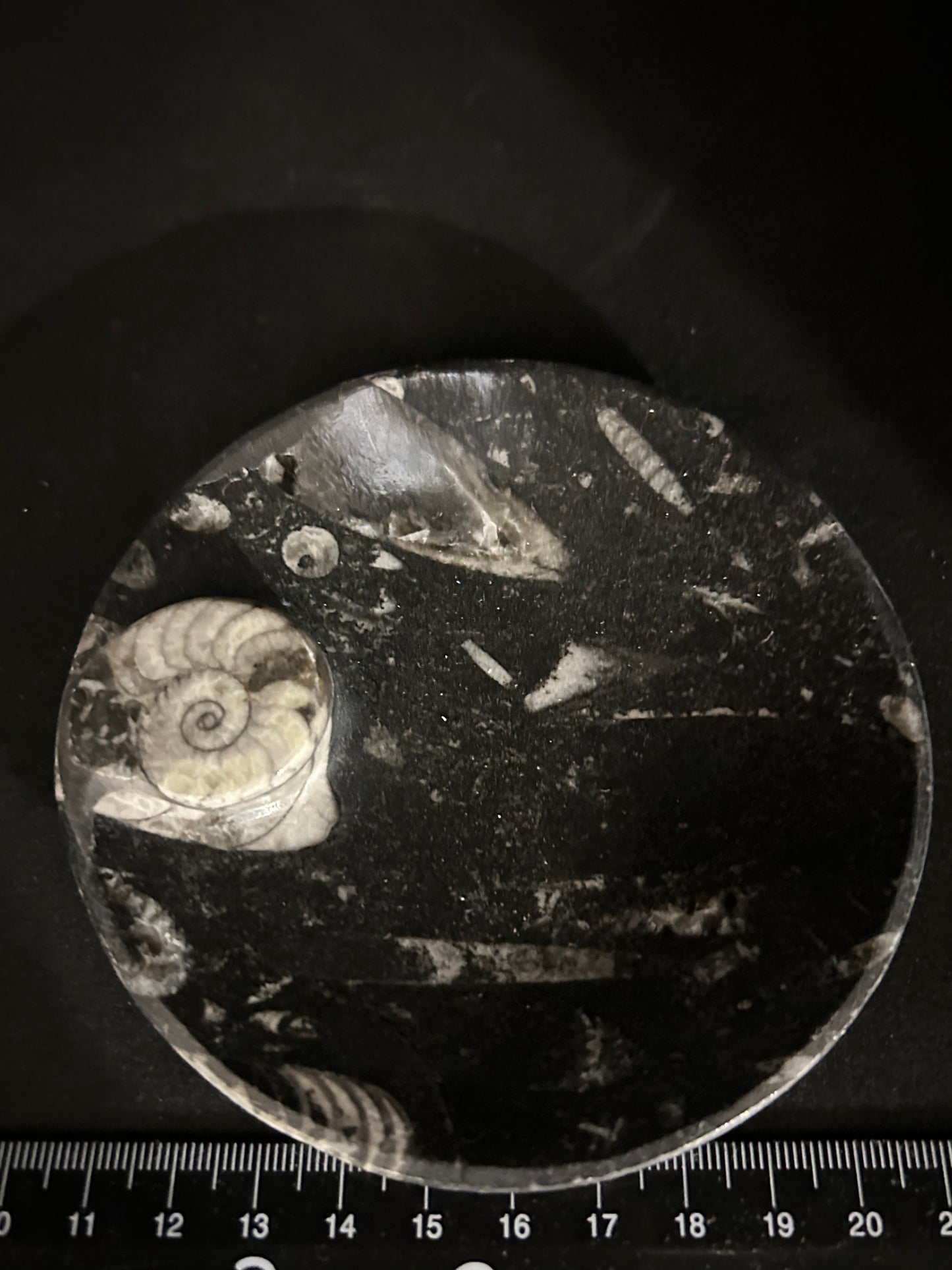 Fossil Orthoceras and Ammonite Dish