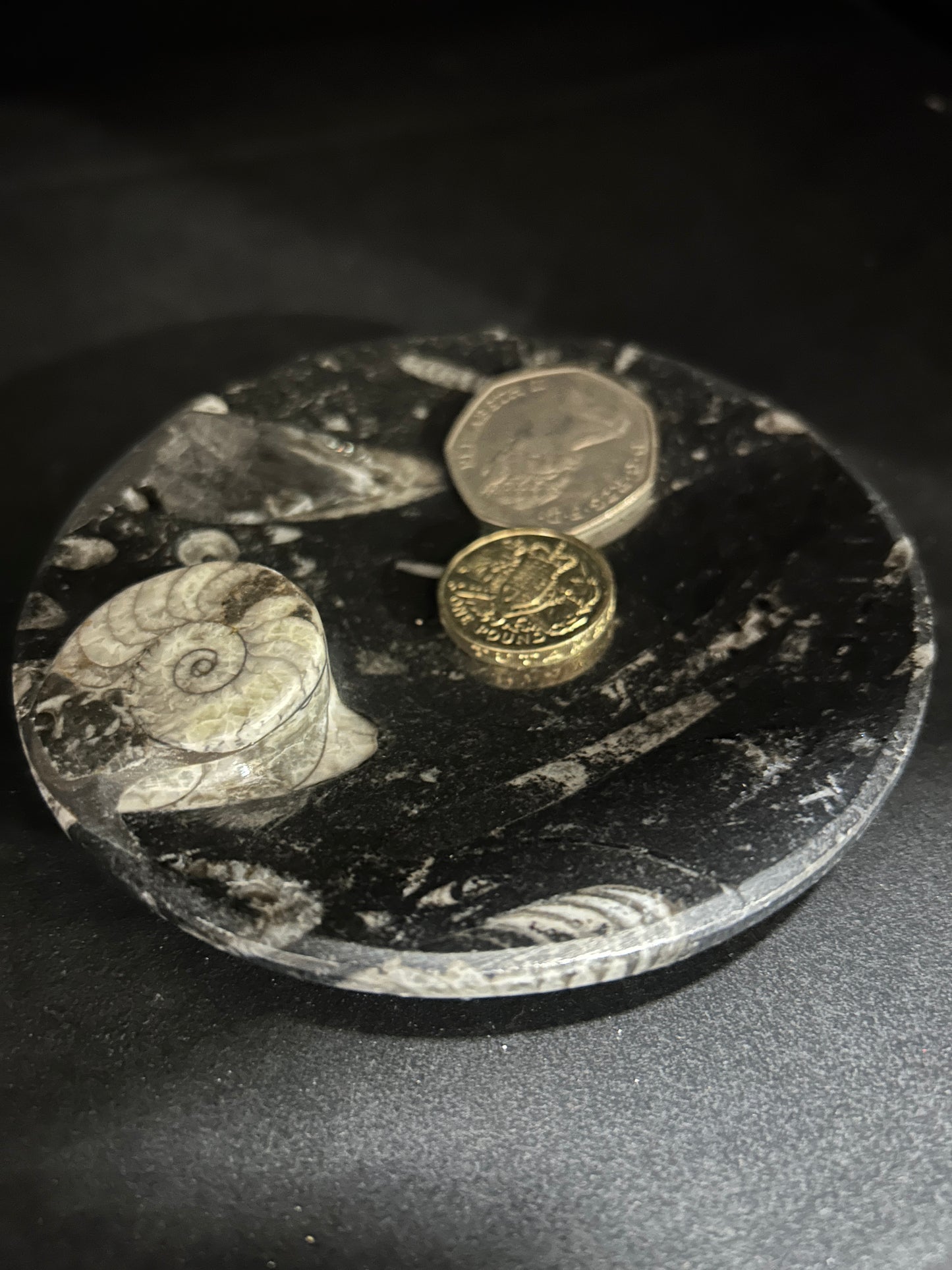 Fossil Orthoceras and Ammonite Dish