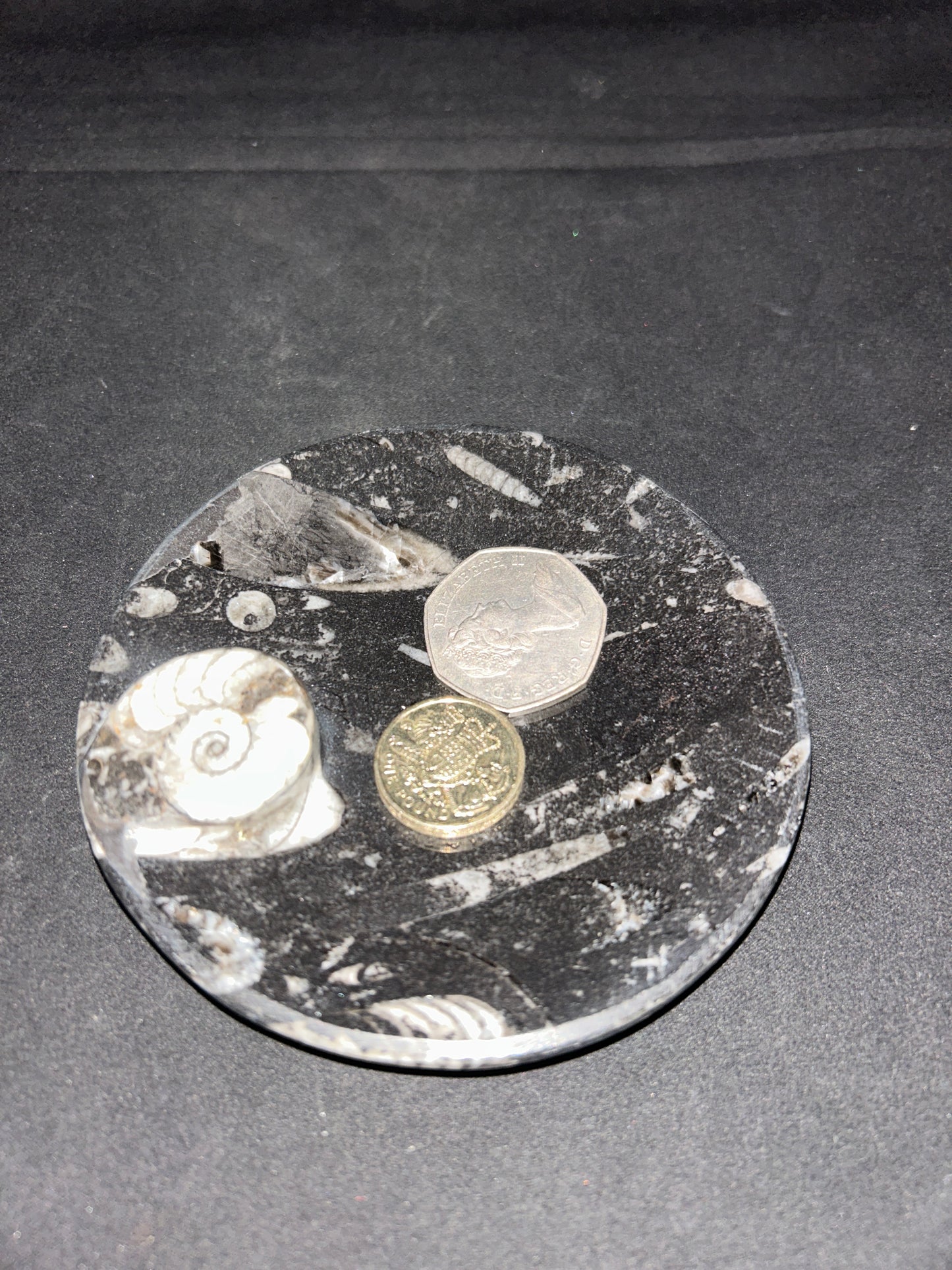 Fossil Orthoceras and Ammonite Dish