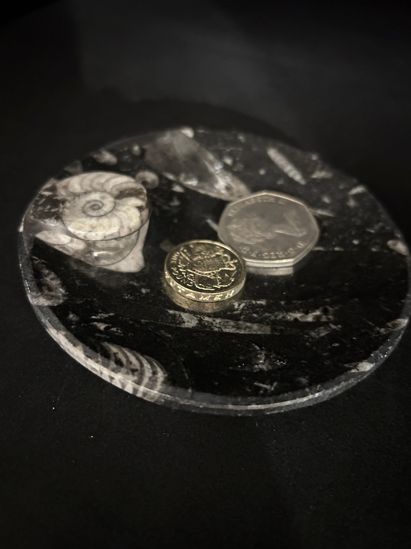 Fossil Orthoceras and Ammonite Dish
