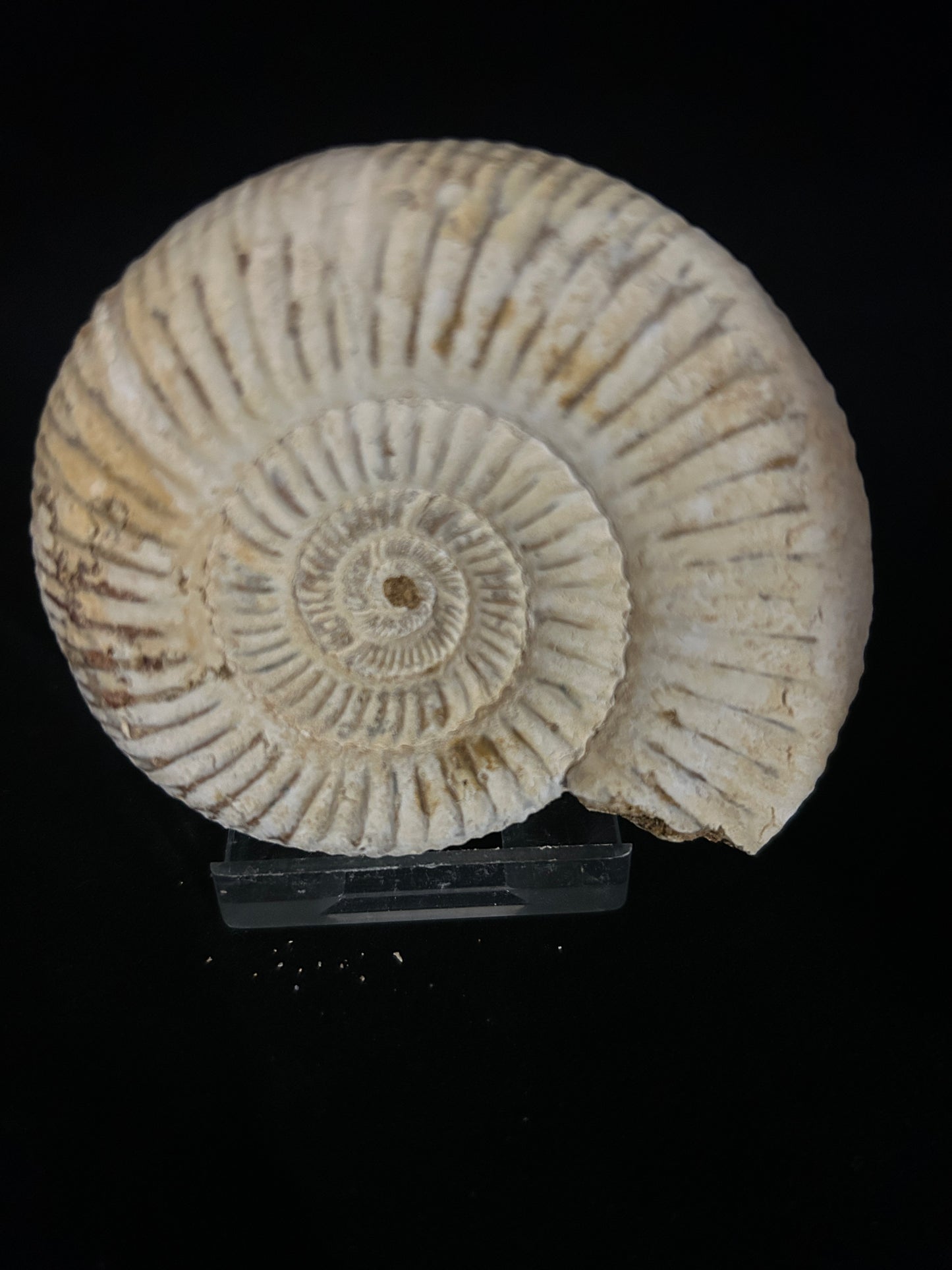 Perisphinces Ammonite