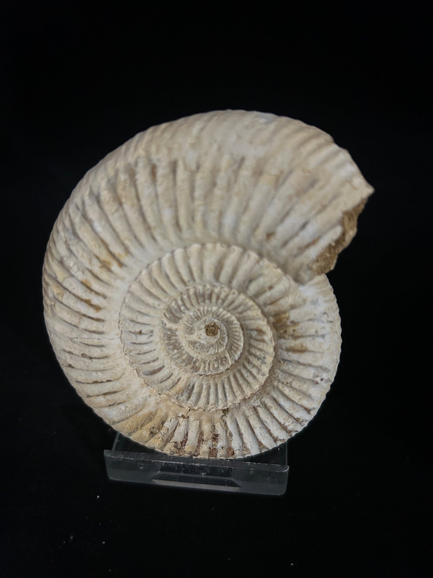 Perisphinces Ammonite