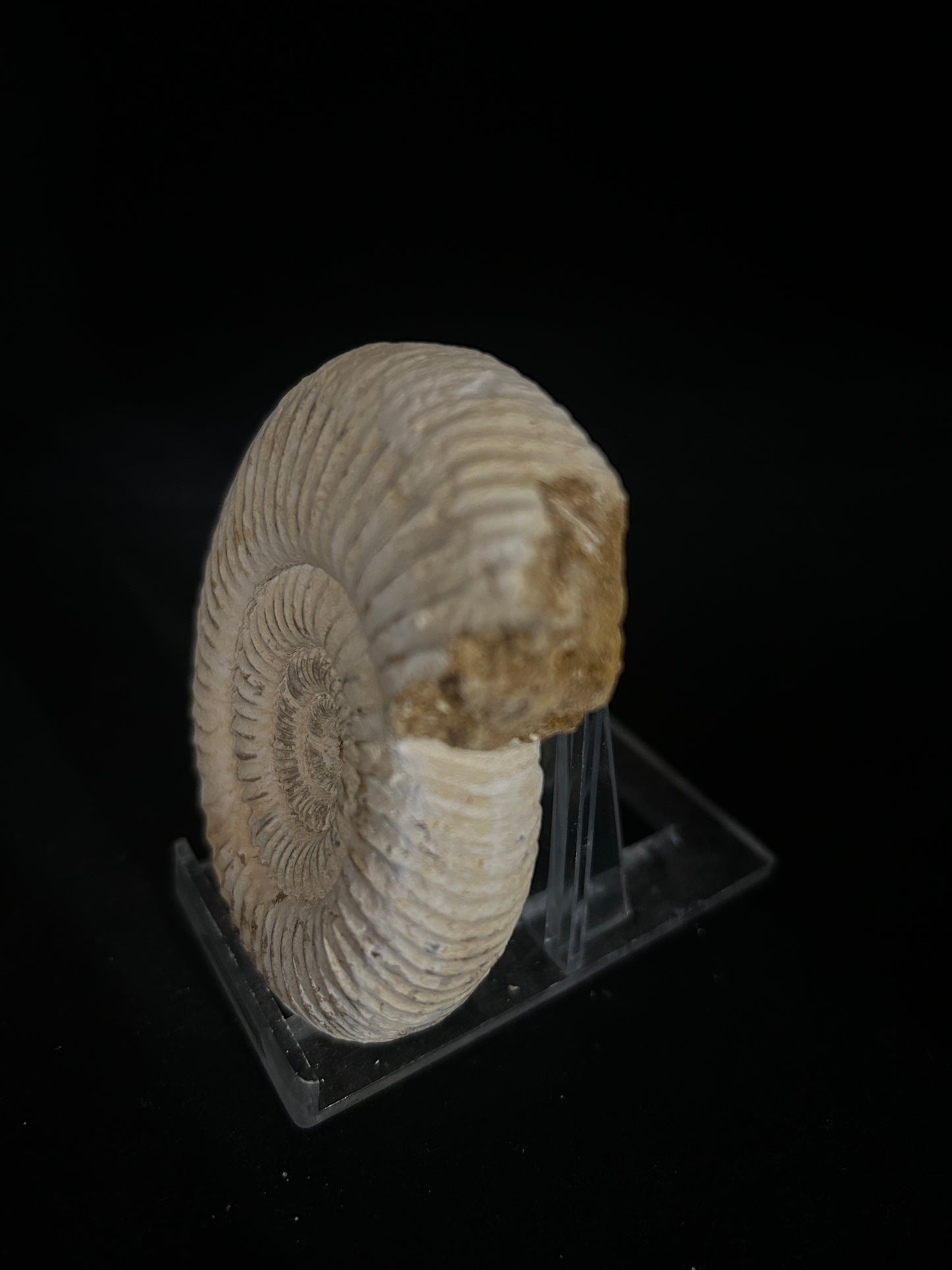 Perisphinces Ammonite