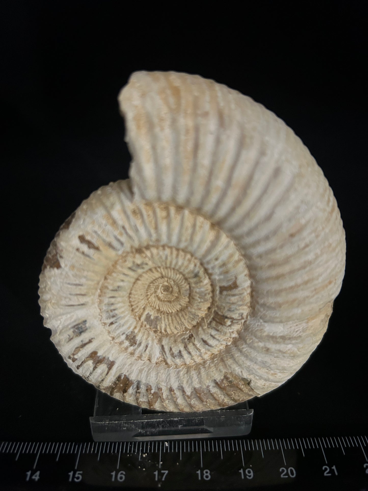 Perisphinces Ammonite