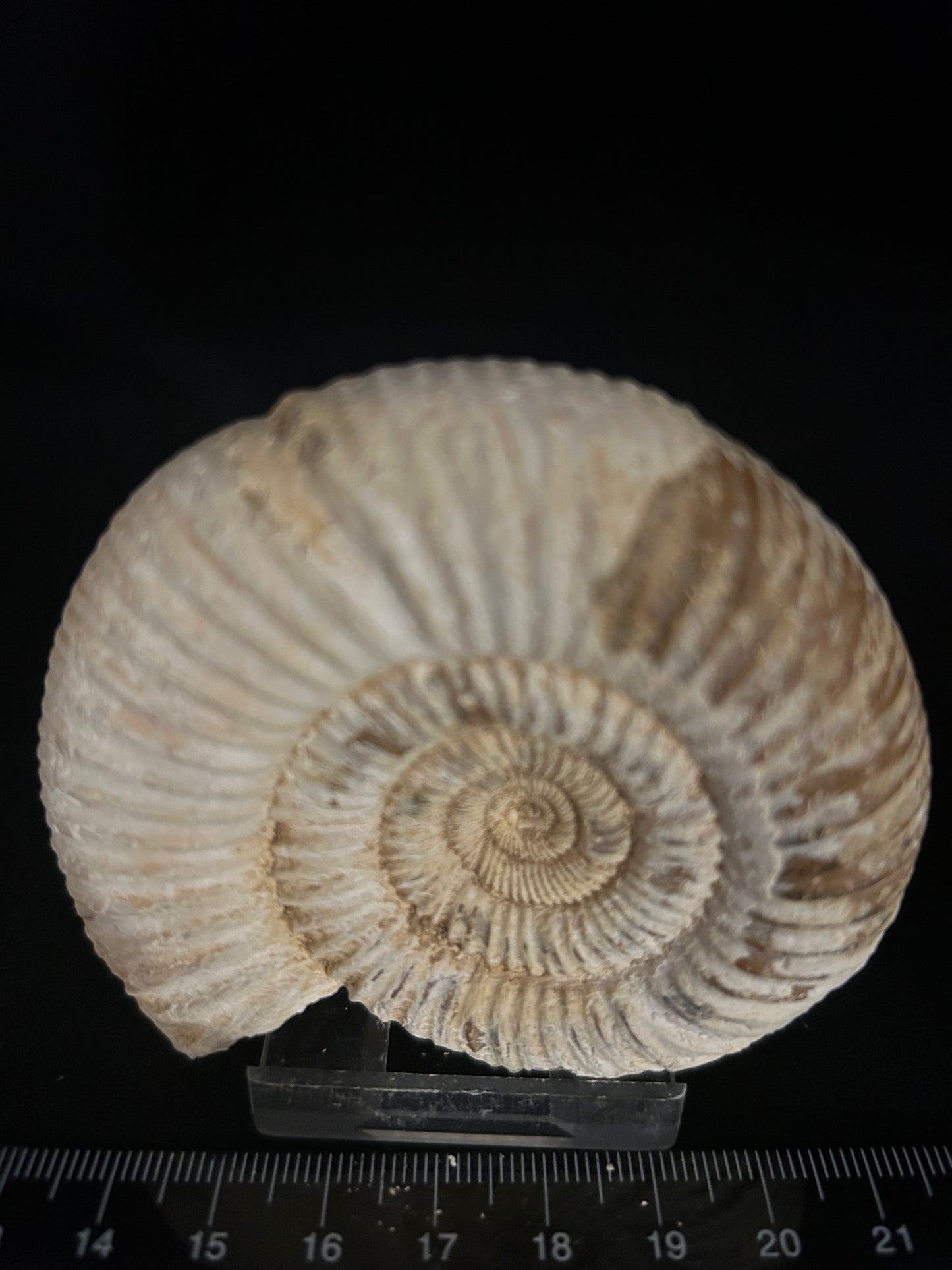 Perisphinces Ammonite