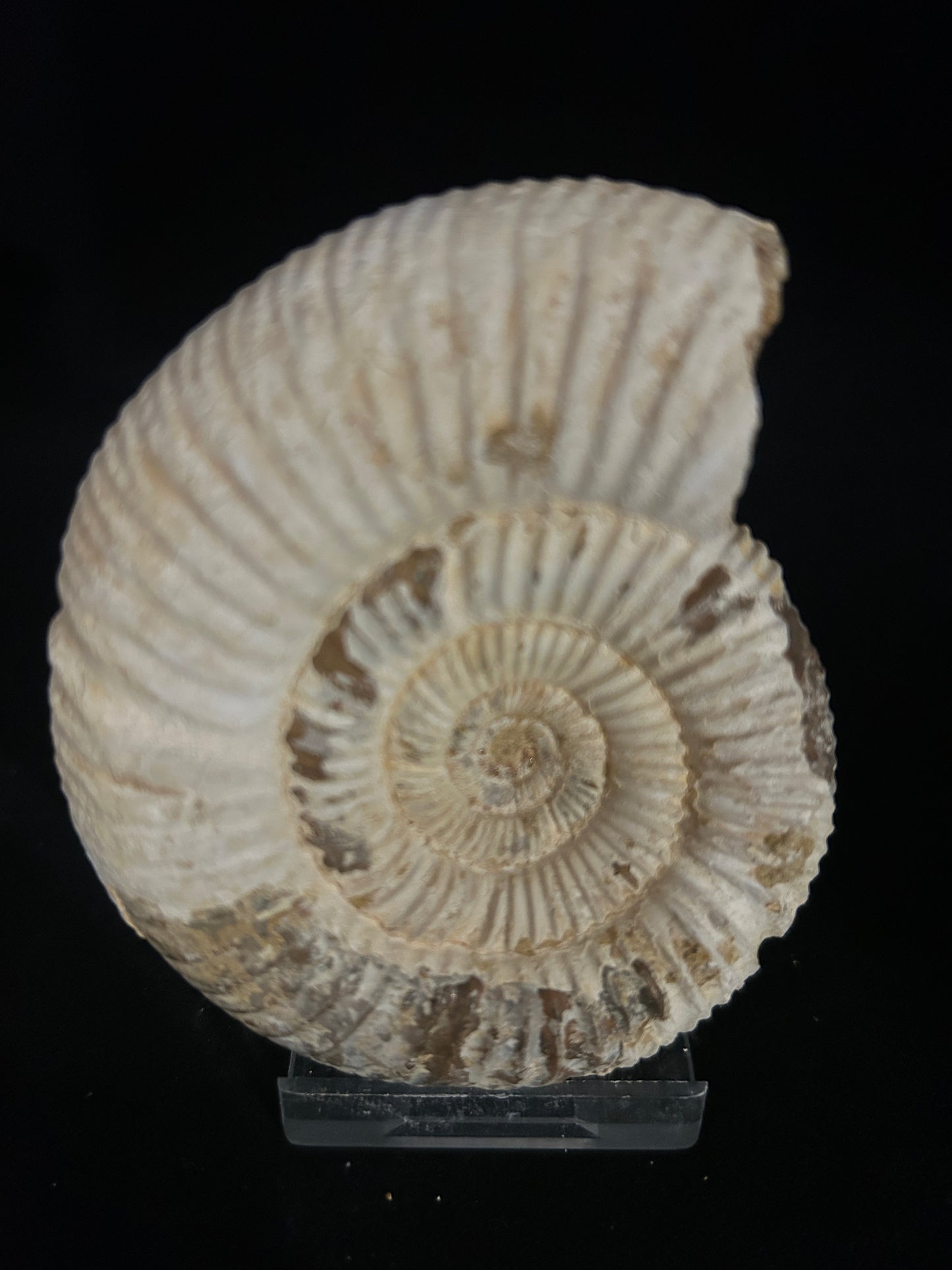 Perisphinces Ammonite