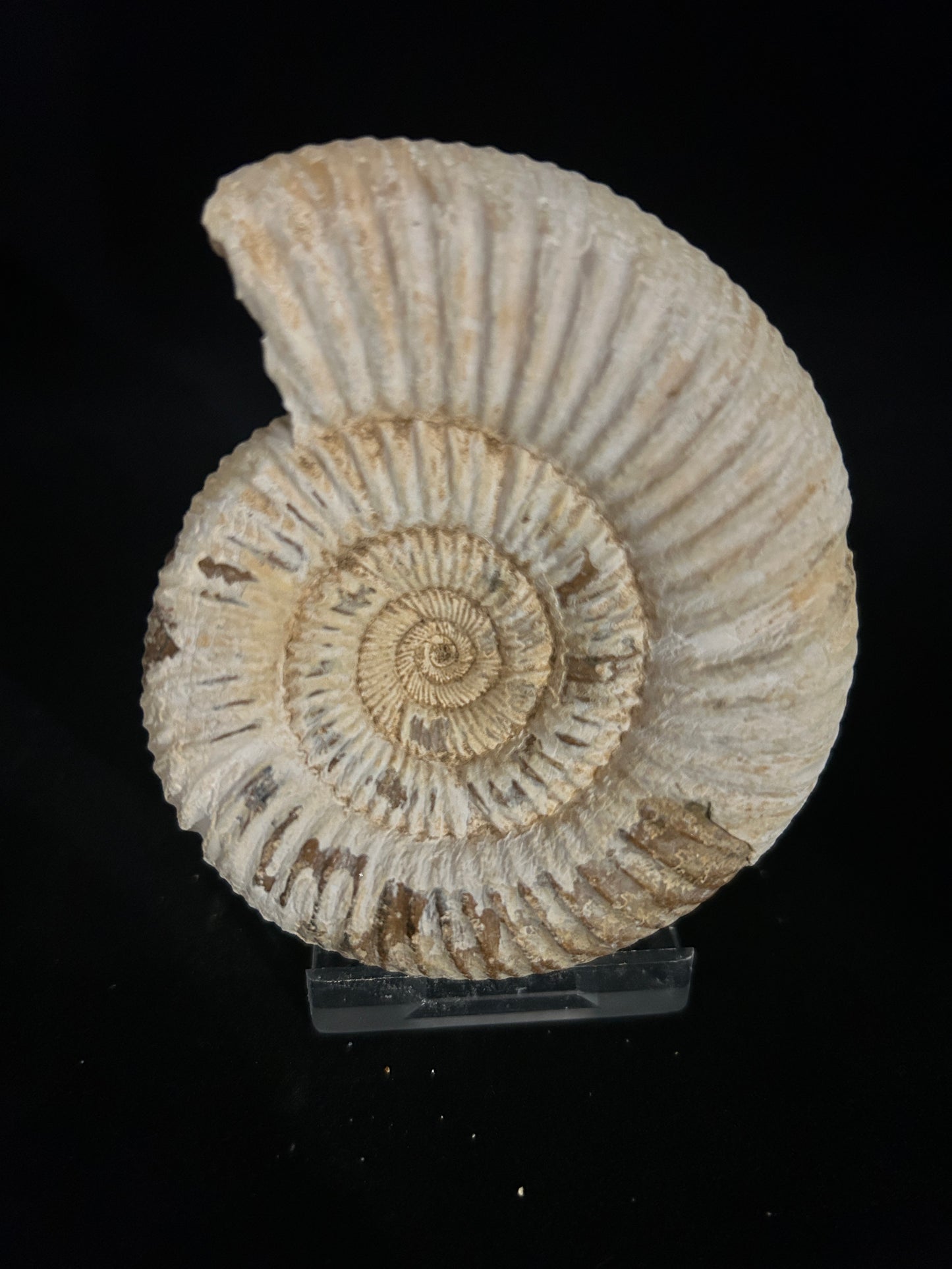 Perisphinces Ammonite