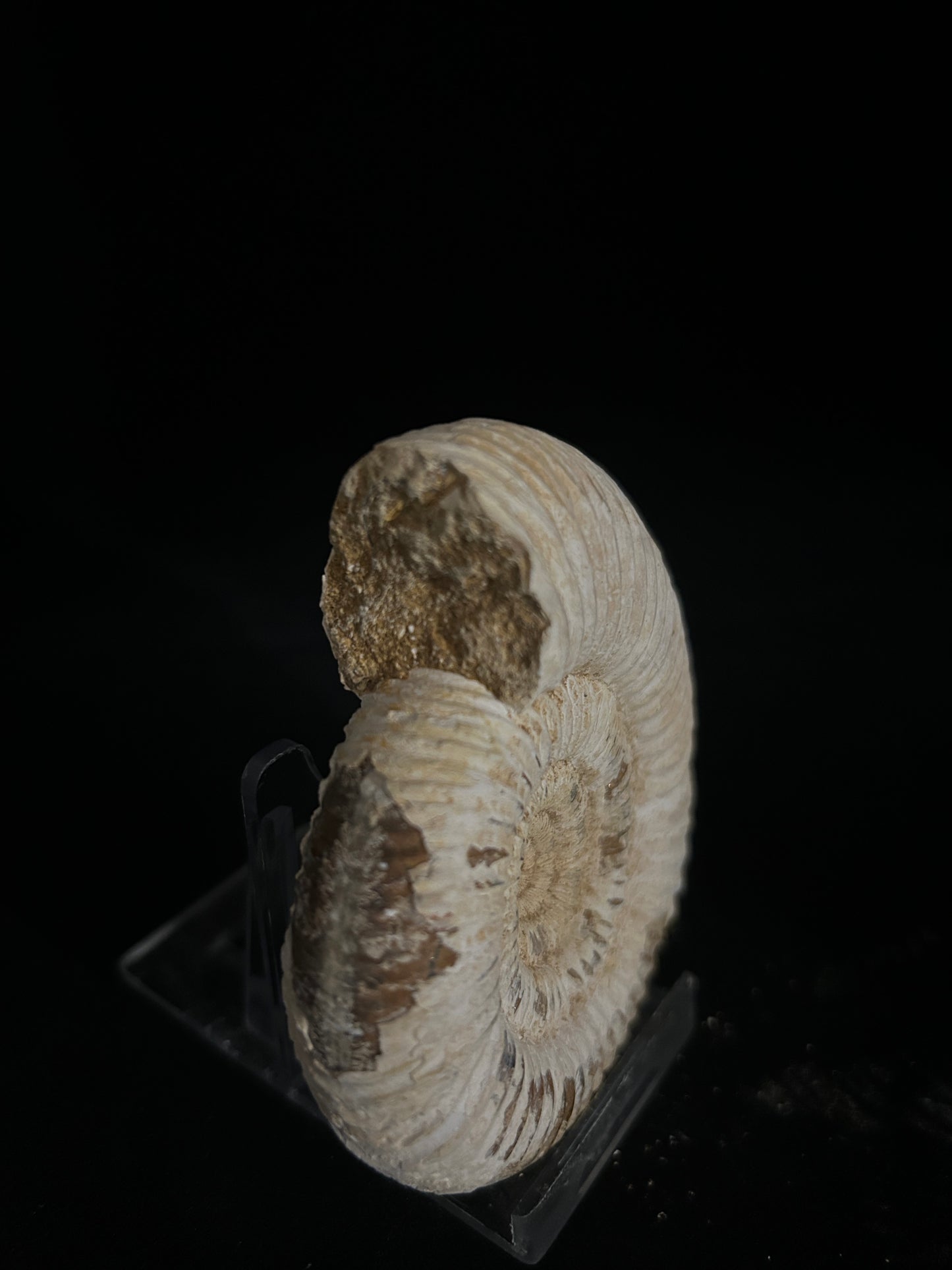 Perisphinces Ammonite