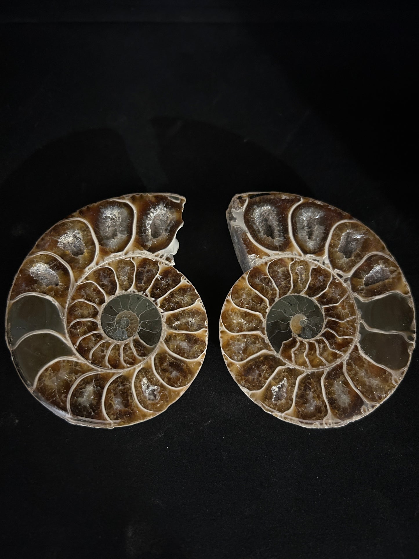 Polished Ammonite Pair