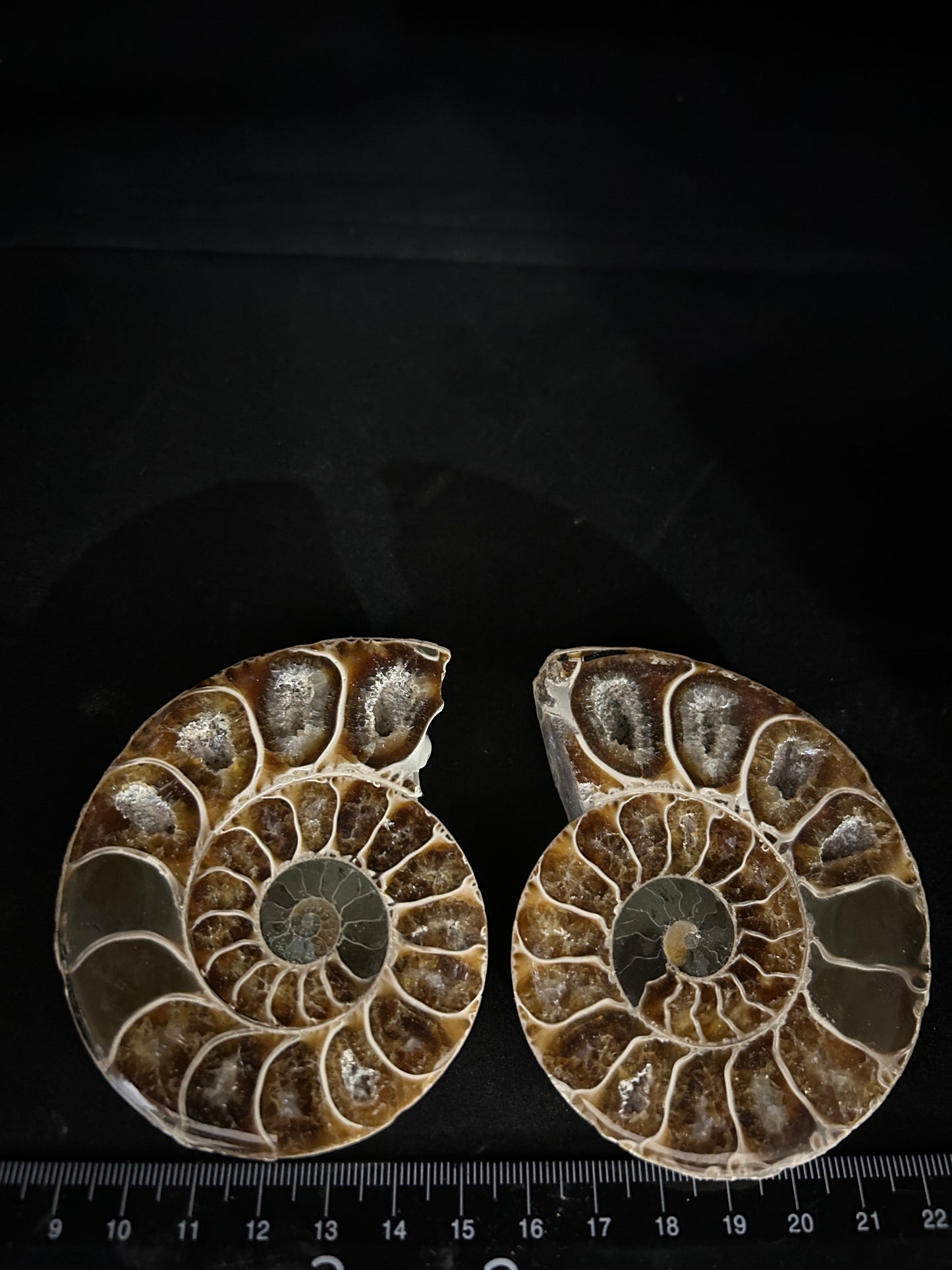 Polished Ammonite Pair