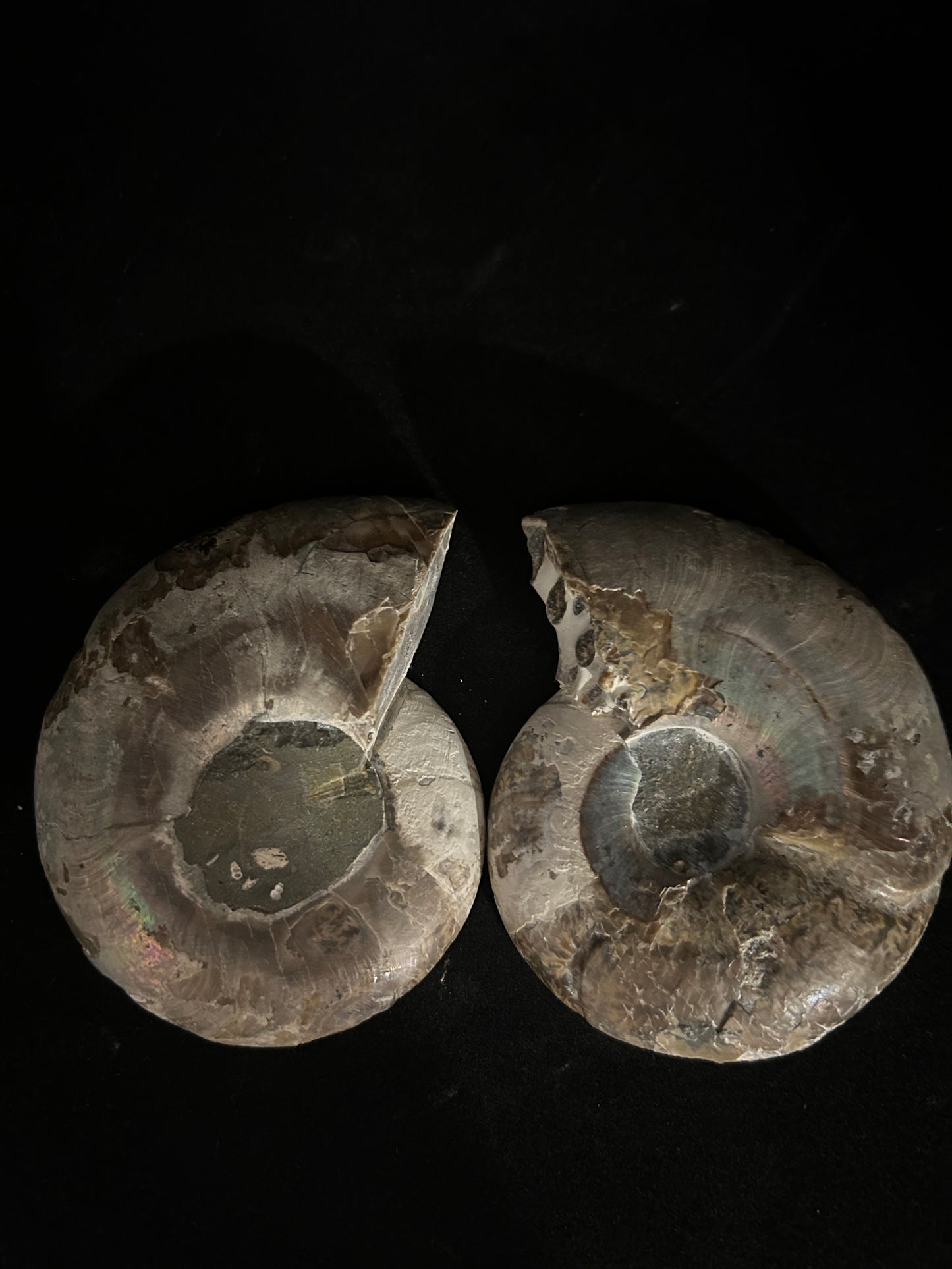 Polished Ammonite Pair