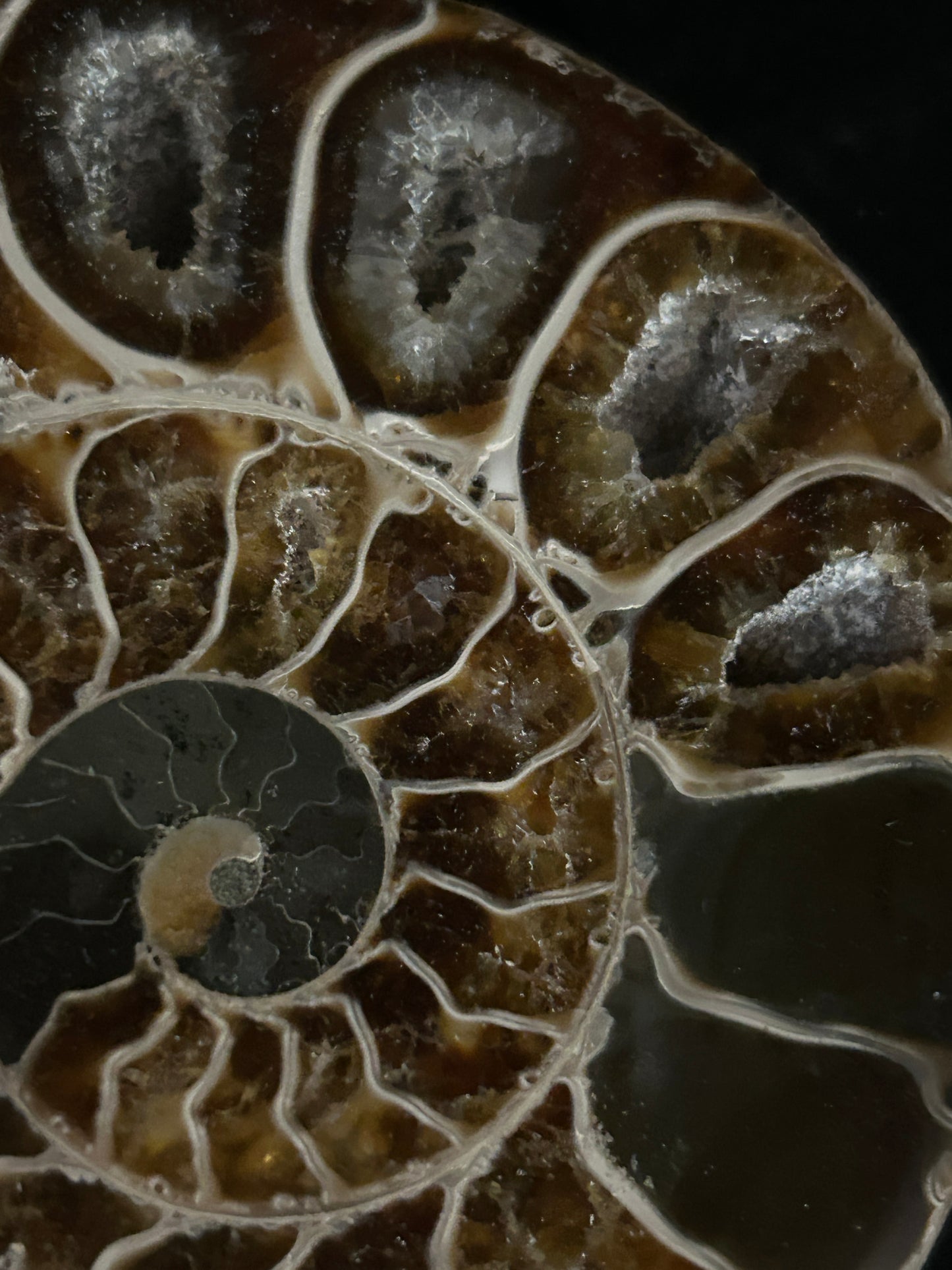 Polished Ammonite Pair