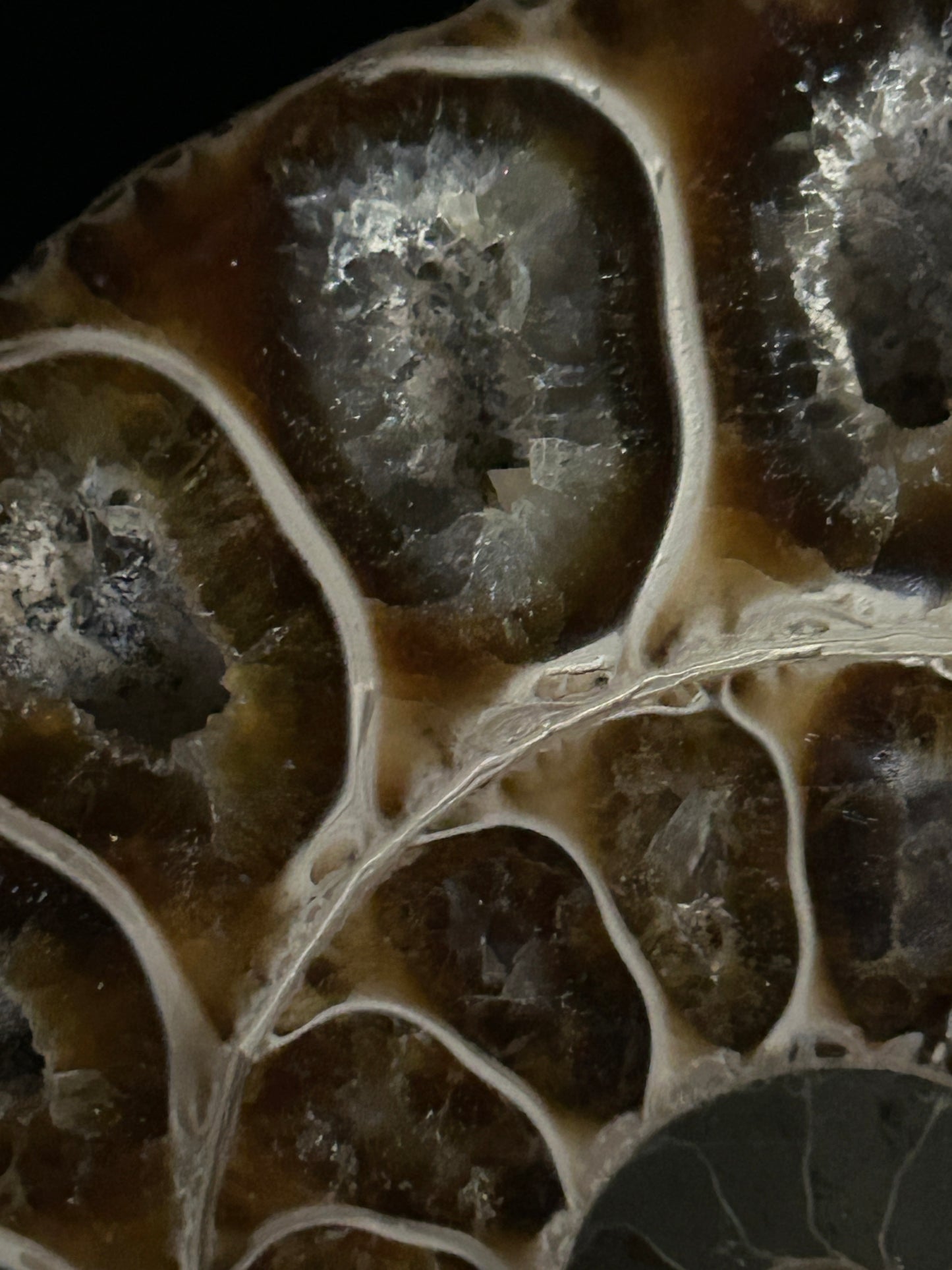 Polished Ammonite Pair