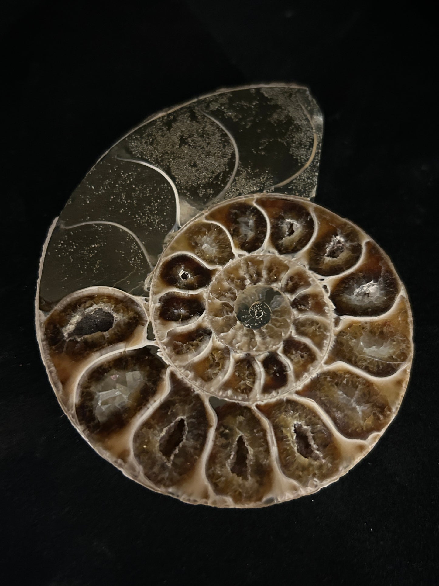 Polished Cleoniceras Ammonite Halves