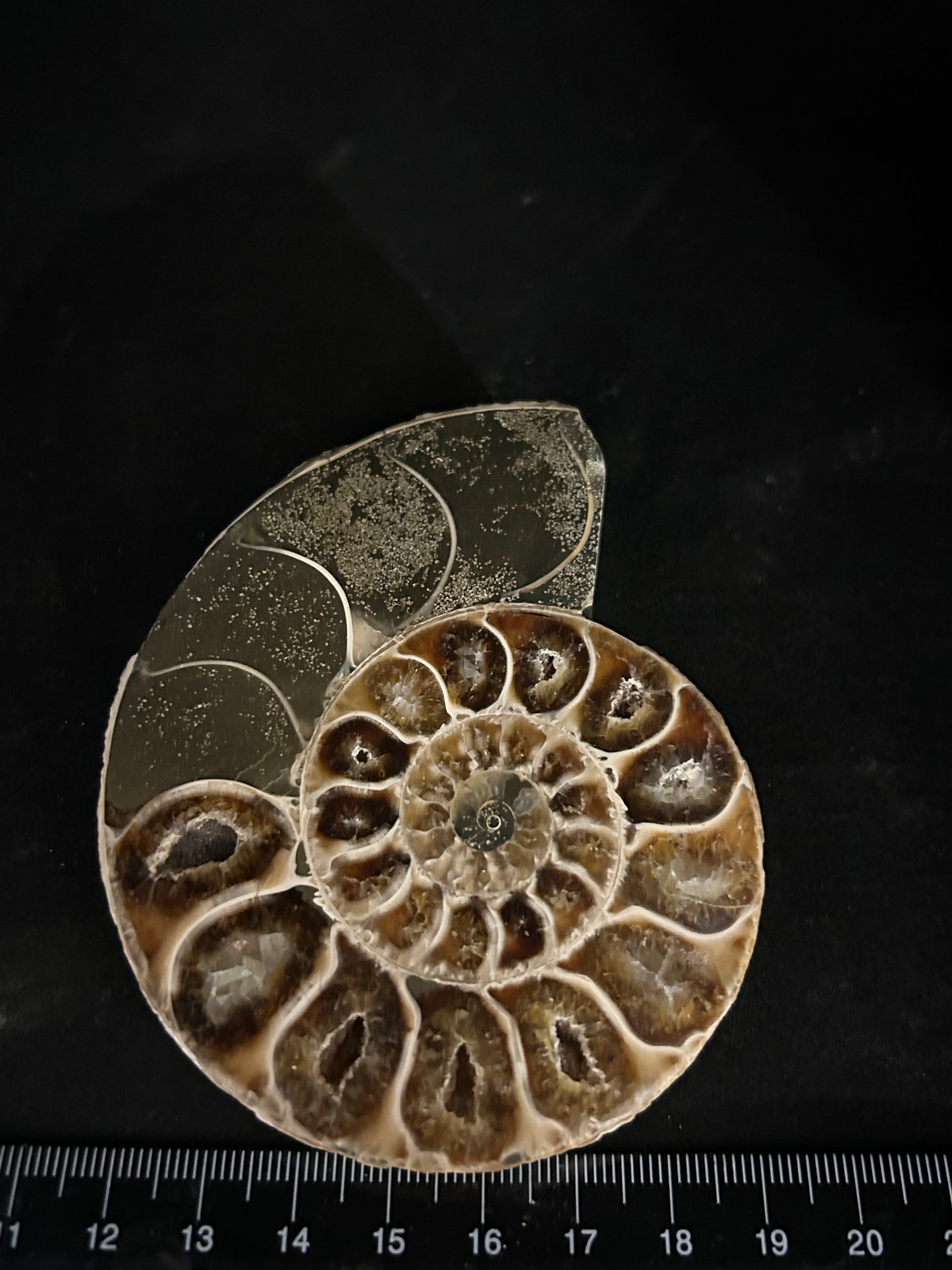 Polished Cleoniceras Ammonite Halves