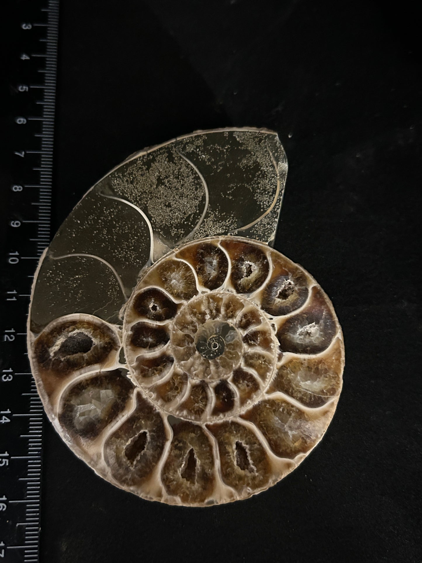 Polished Cleoniceras Ammonite Halves