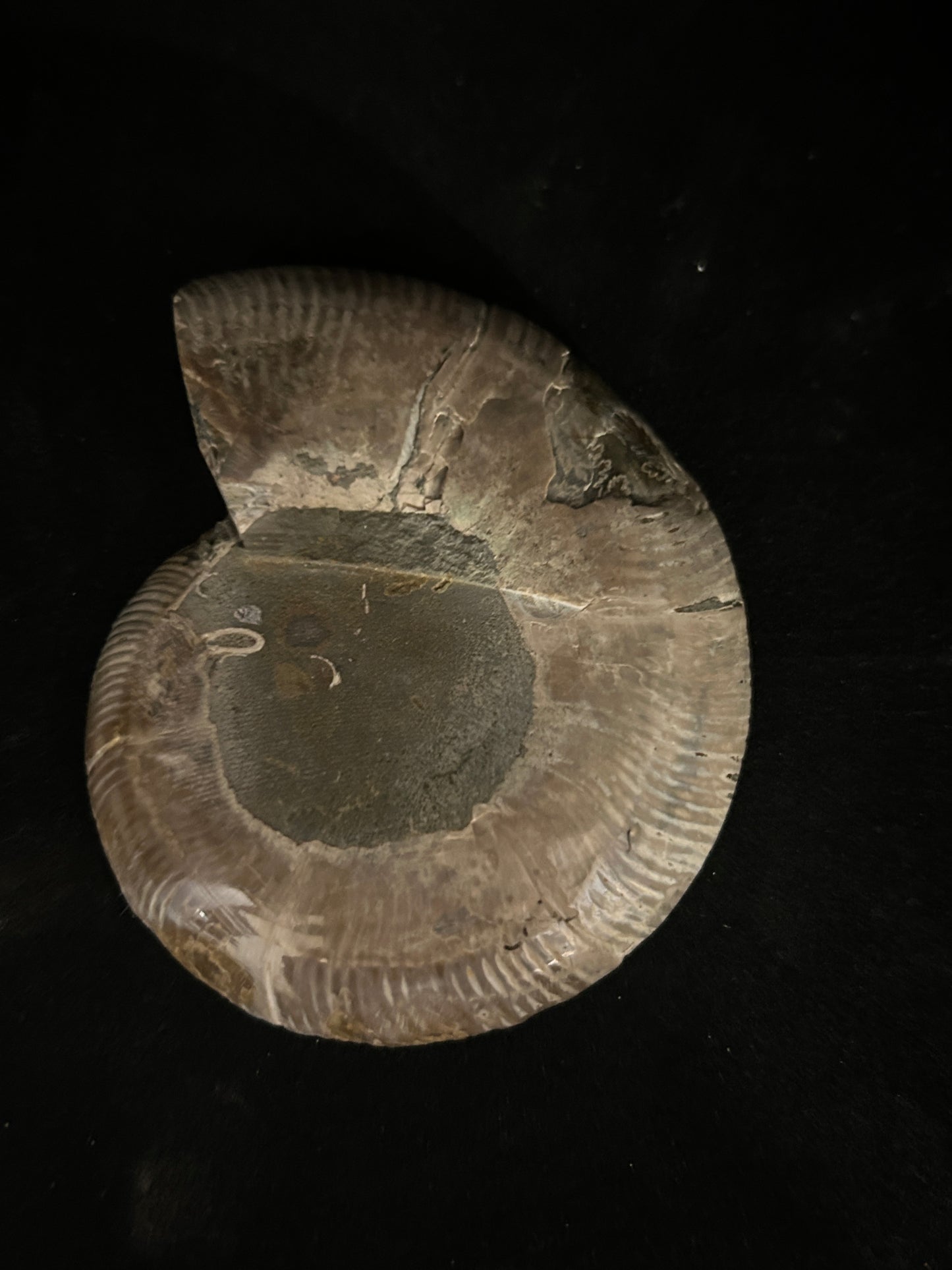 Polished Cleoniceras Ammonite Halves