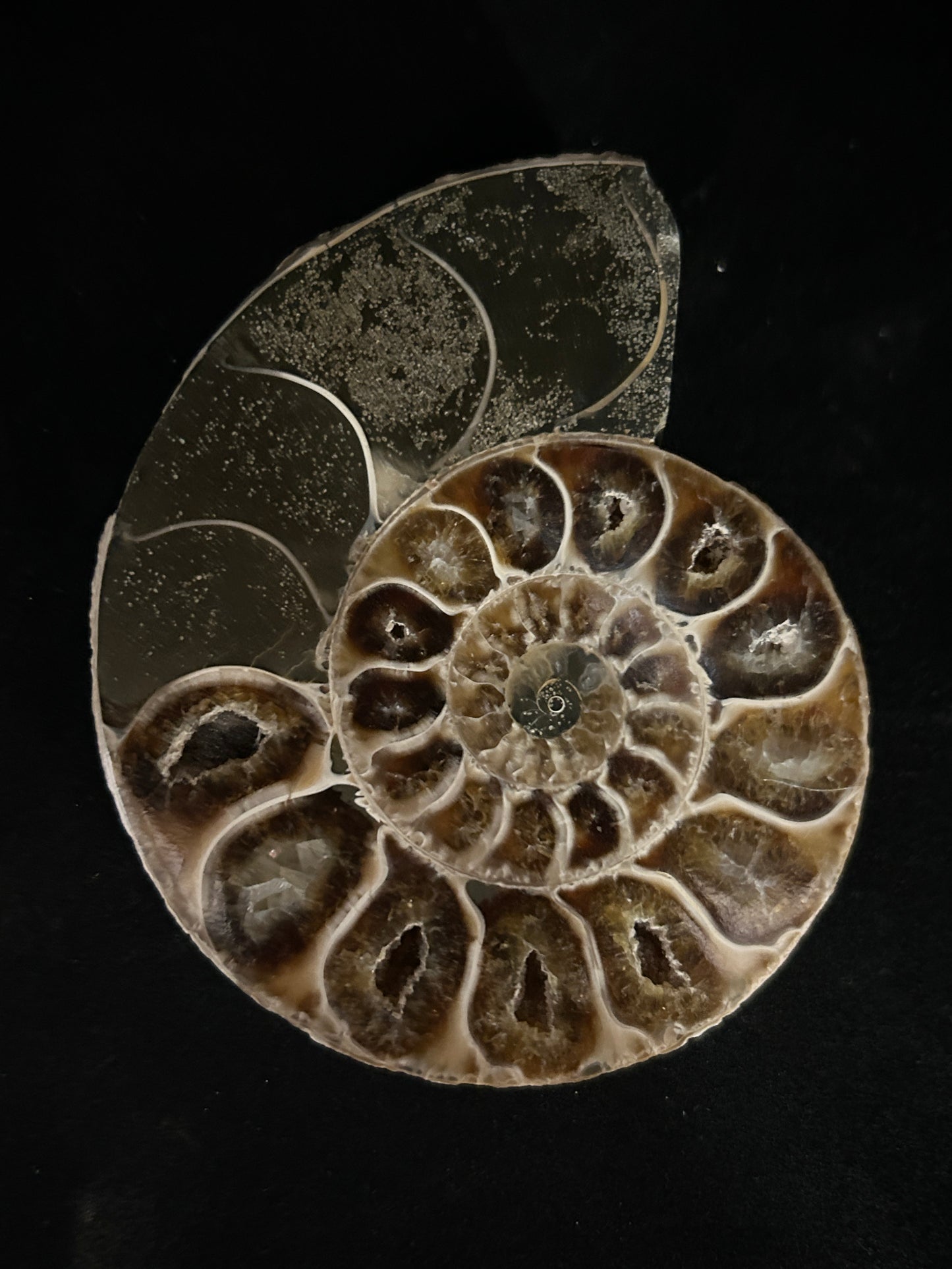 Polished Cleoniceras Ammonite Halves