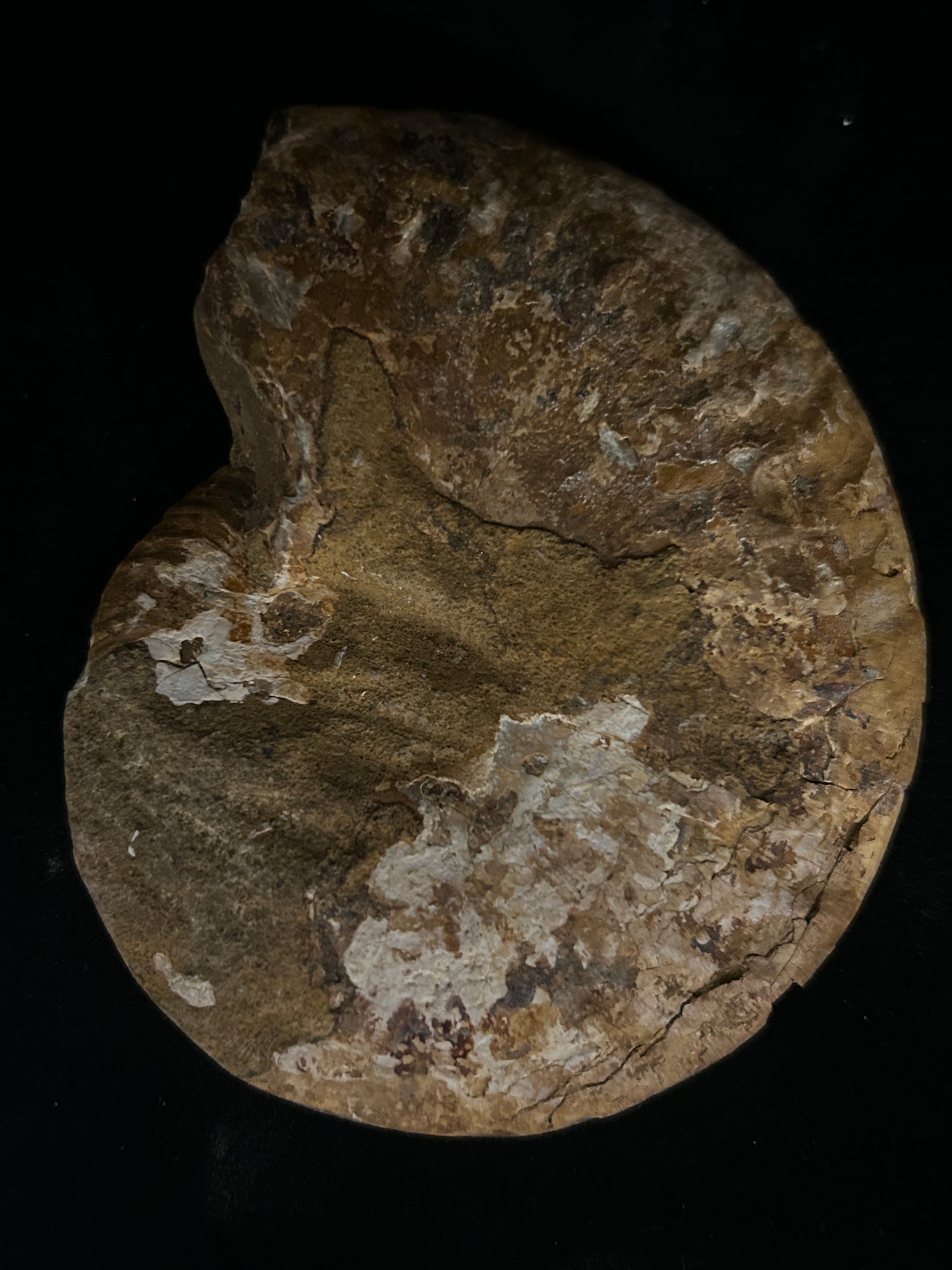 Polished Cleoniceras Ammonite Halves