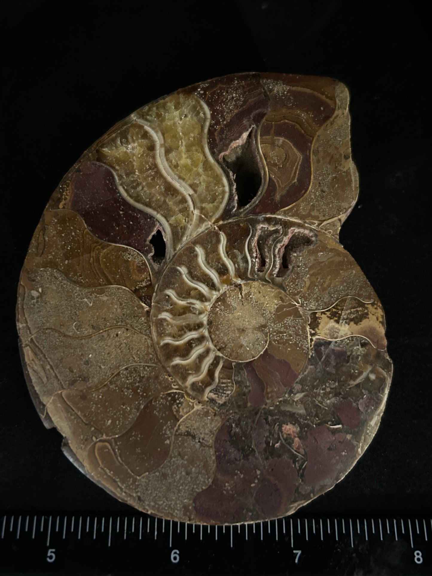 Polished Cleoniceras Ammonite Halves