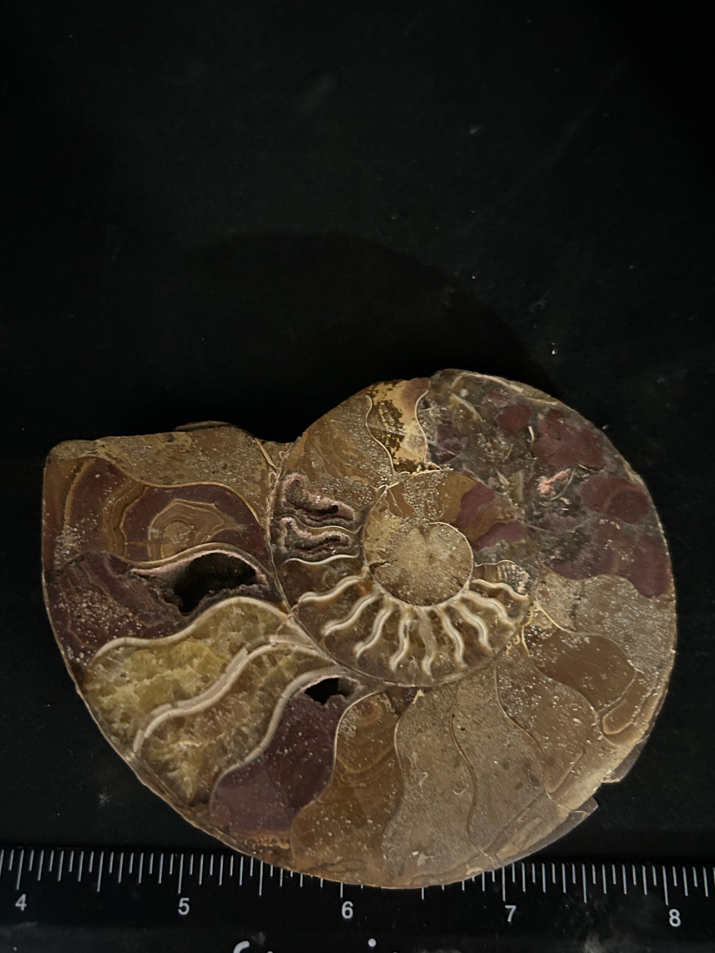 Polished Cleoniceras Ammonite Halves