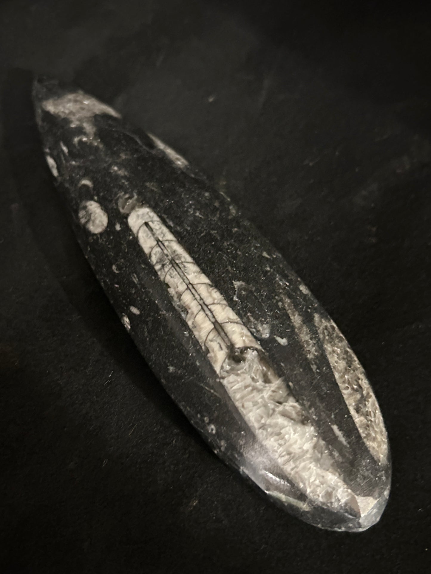 Orthoceras Points