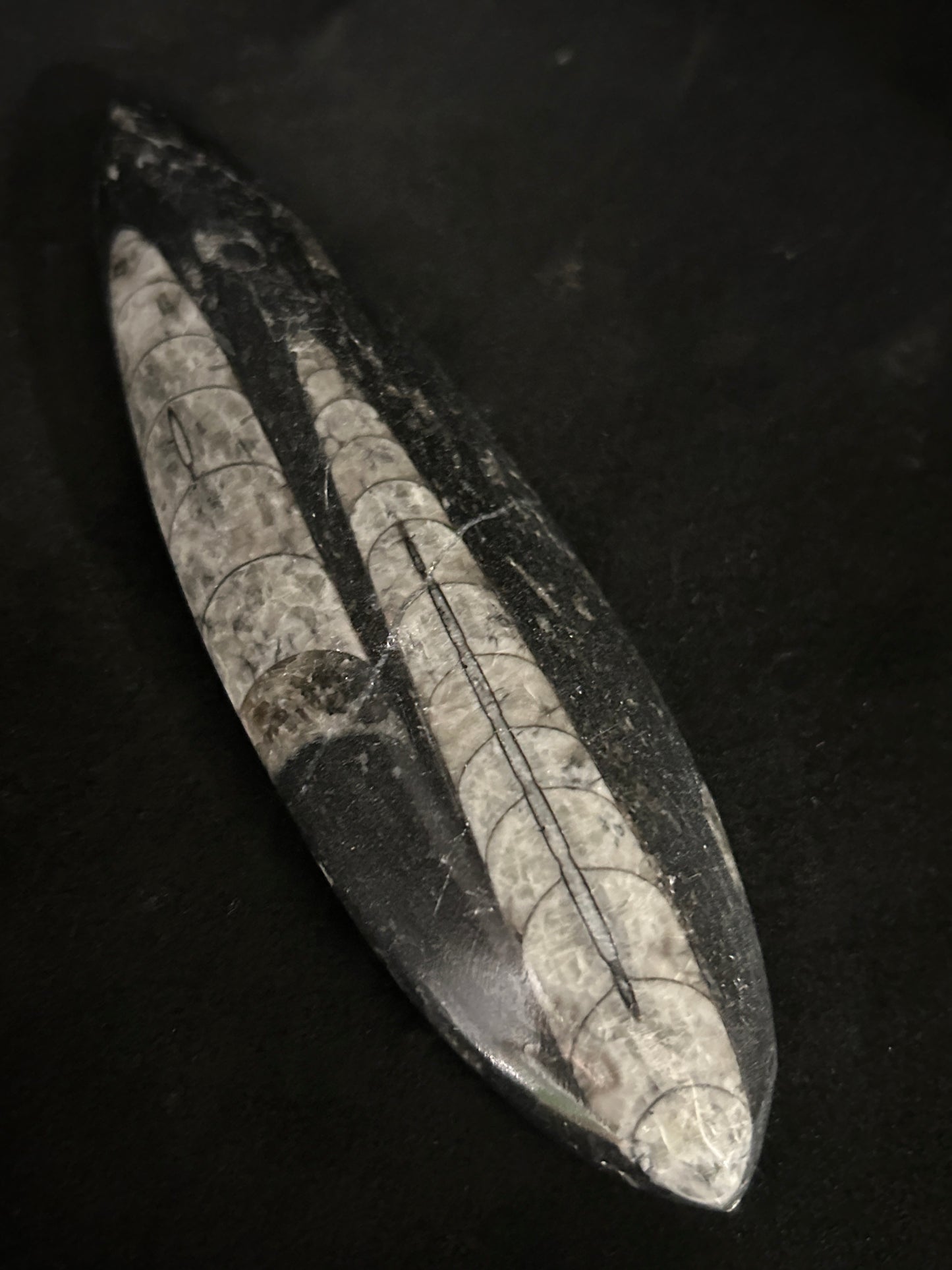 Orthoceras Points
