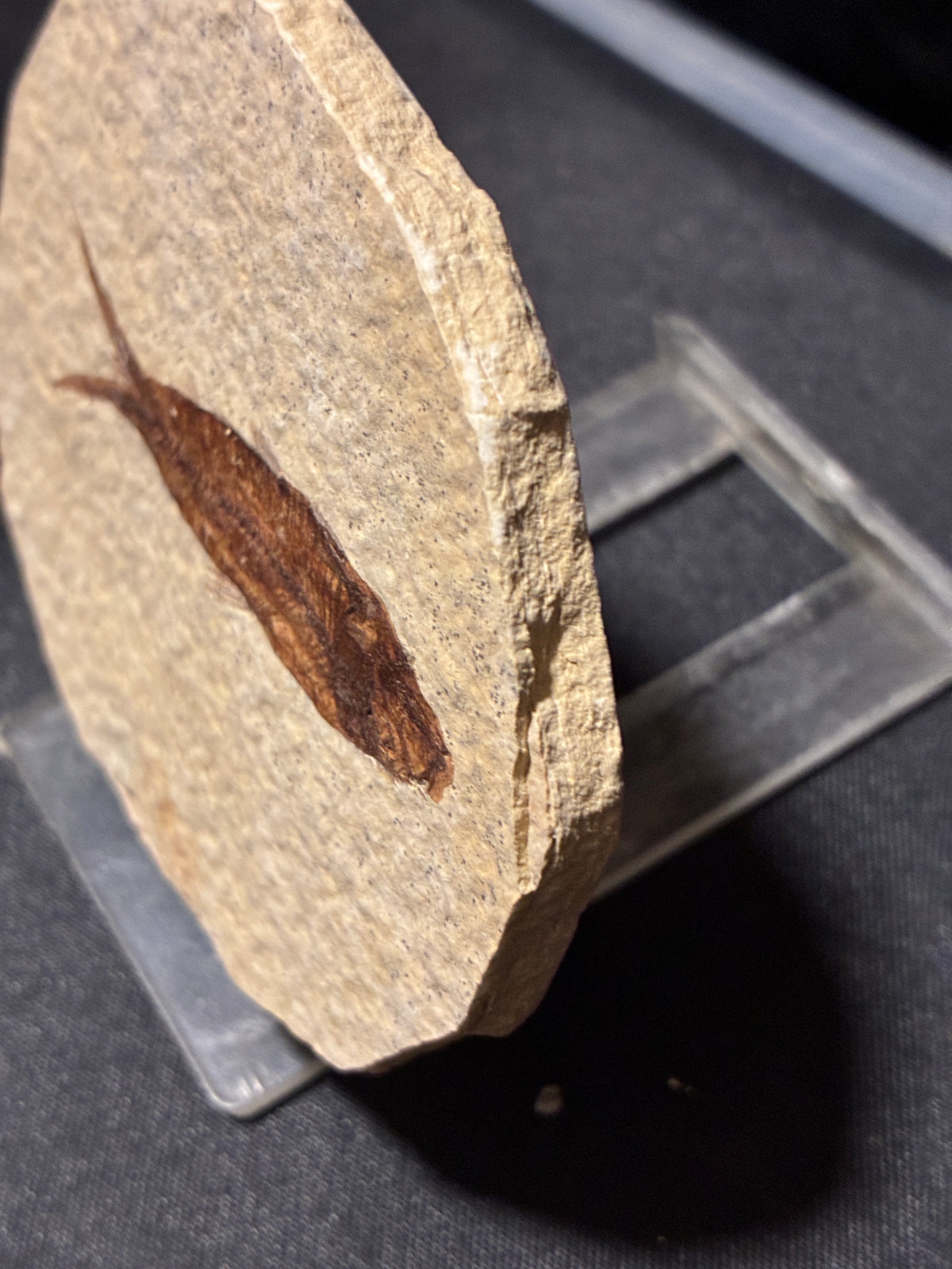 FOSSIL FISH