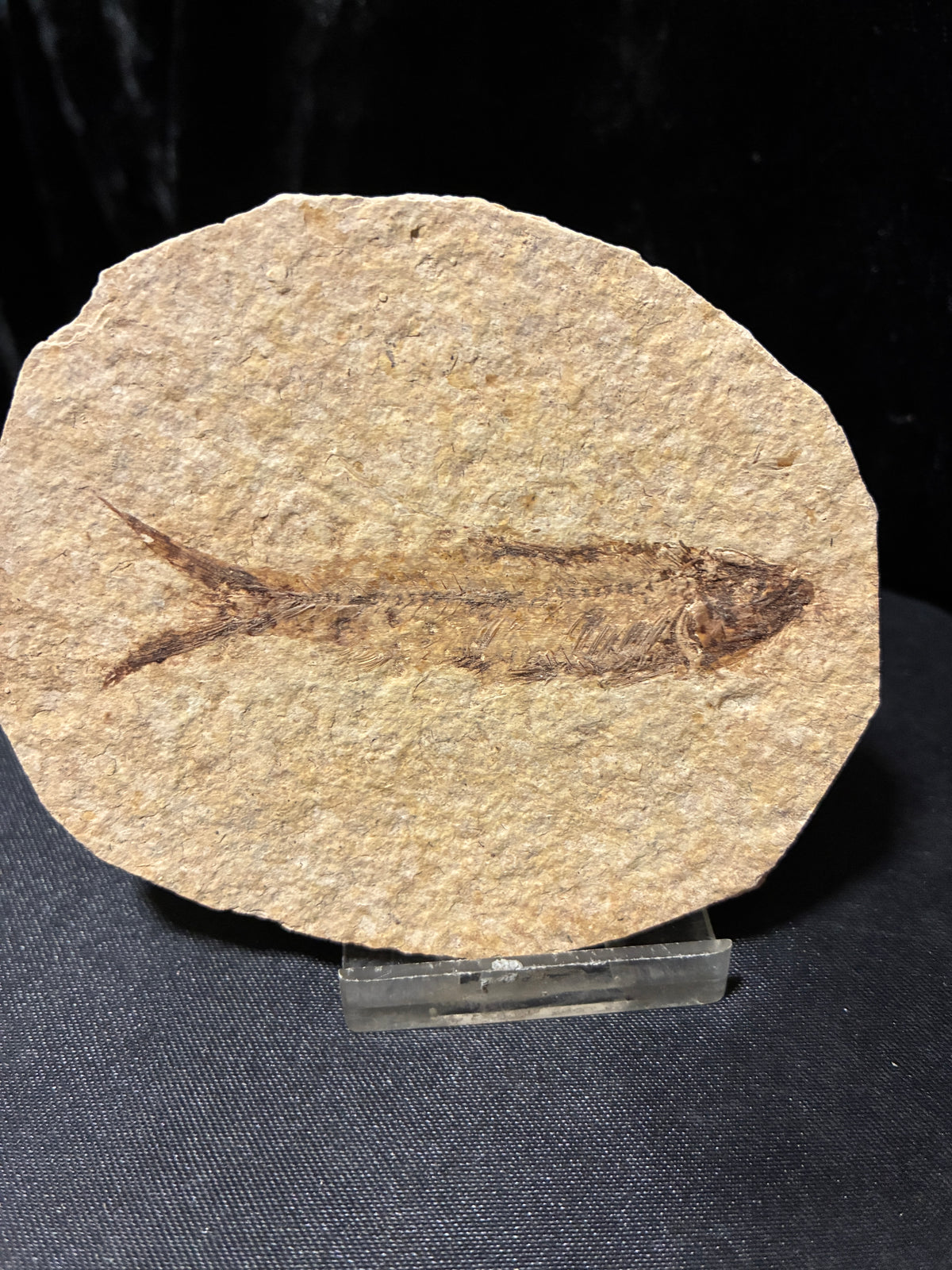 FOSSIL FISH