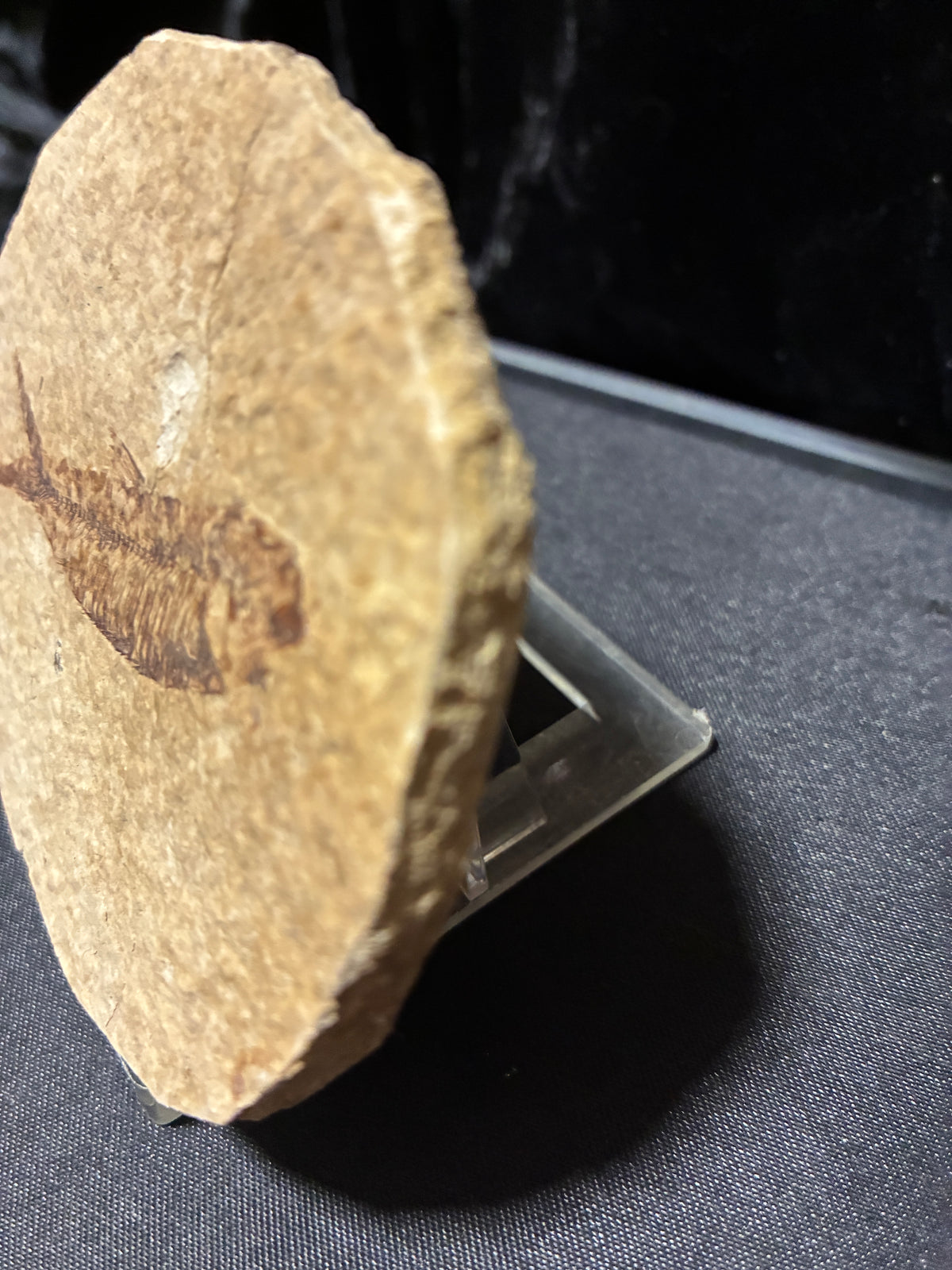FOSSIL FISH
