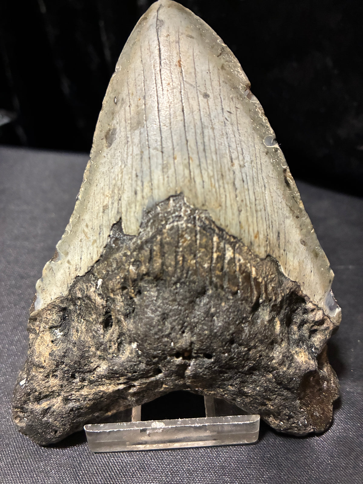 MEGALODON TEETH