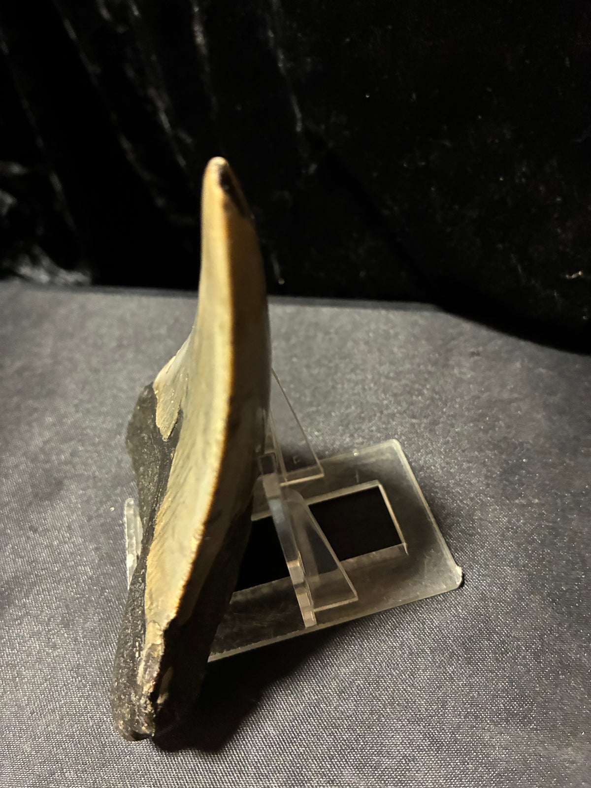 MEGALODON TEETH