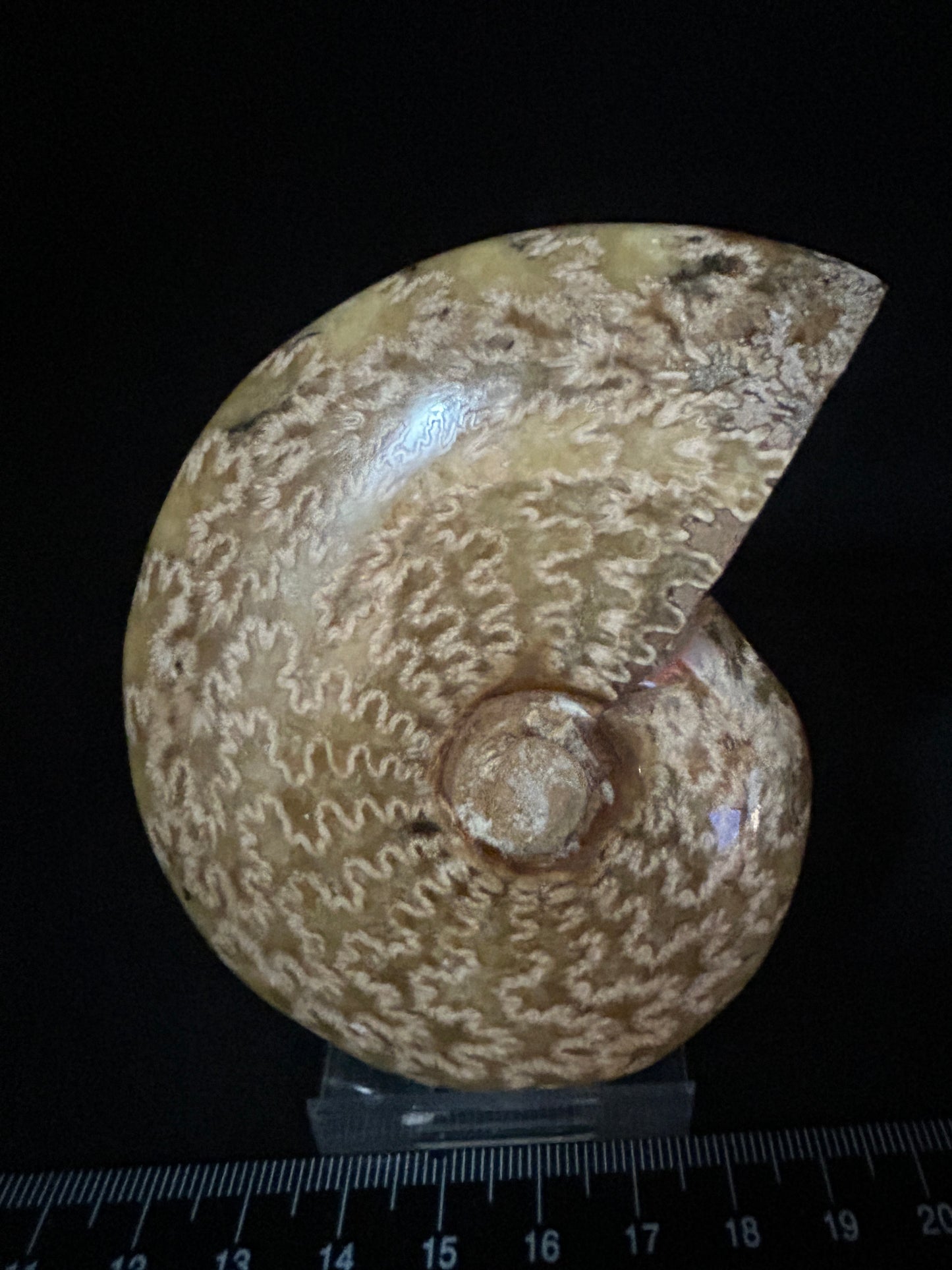 Cleoniceras Ammonite