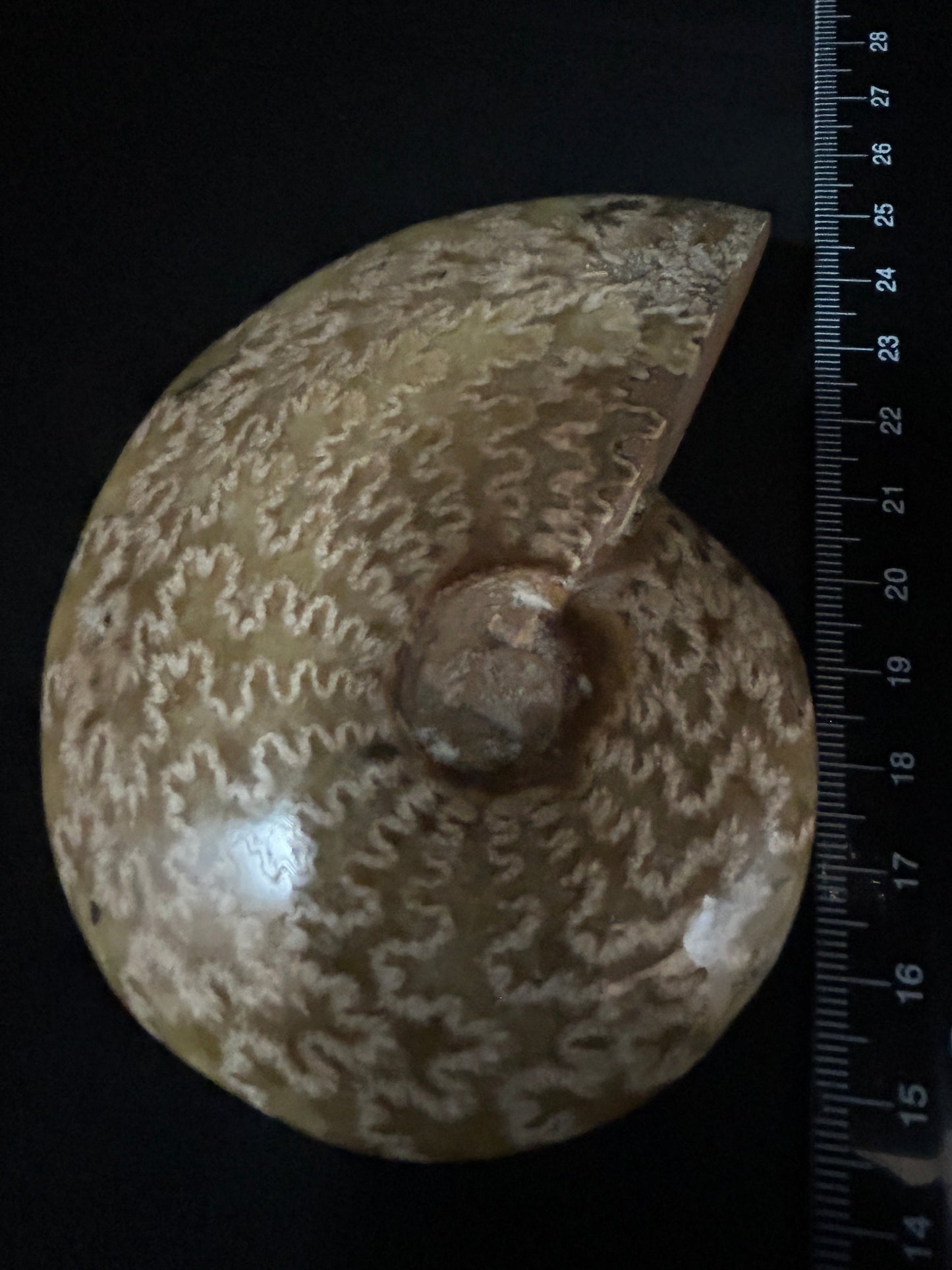Cleoniceras Ammonite