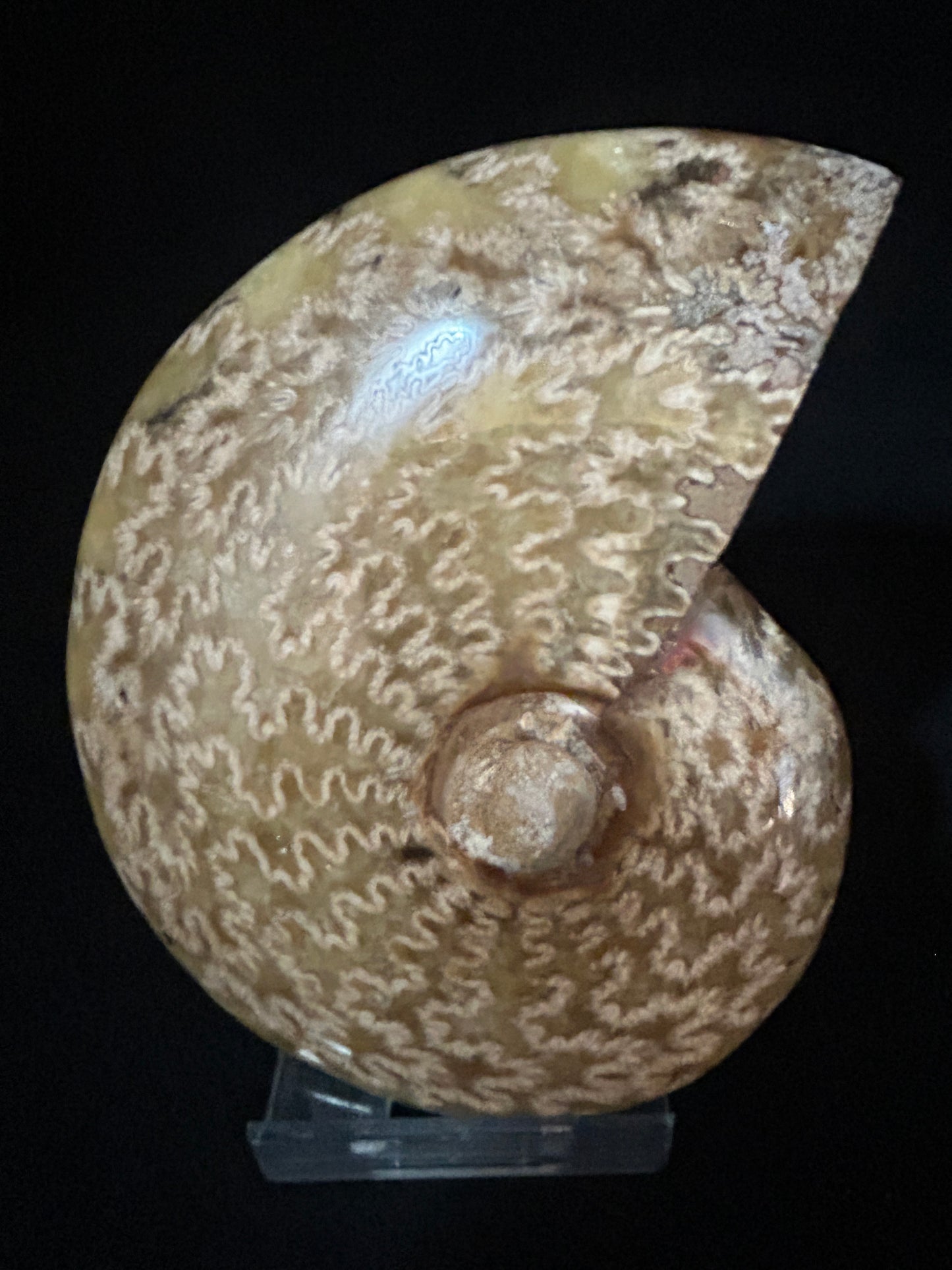 Cleoniceras Ammonite