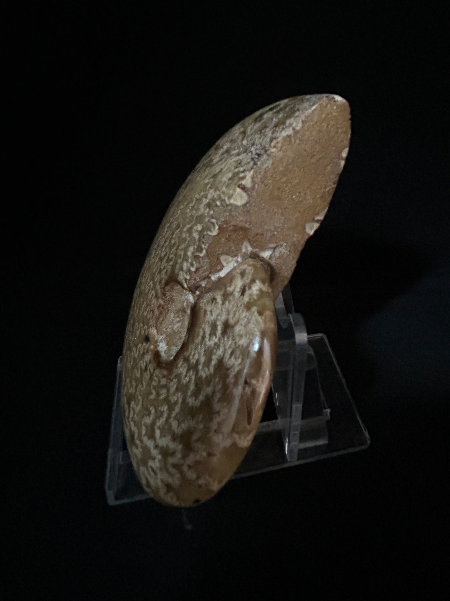 Cleoniceras Ammonite