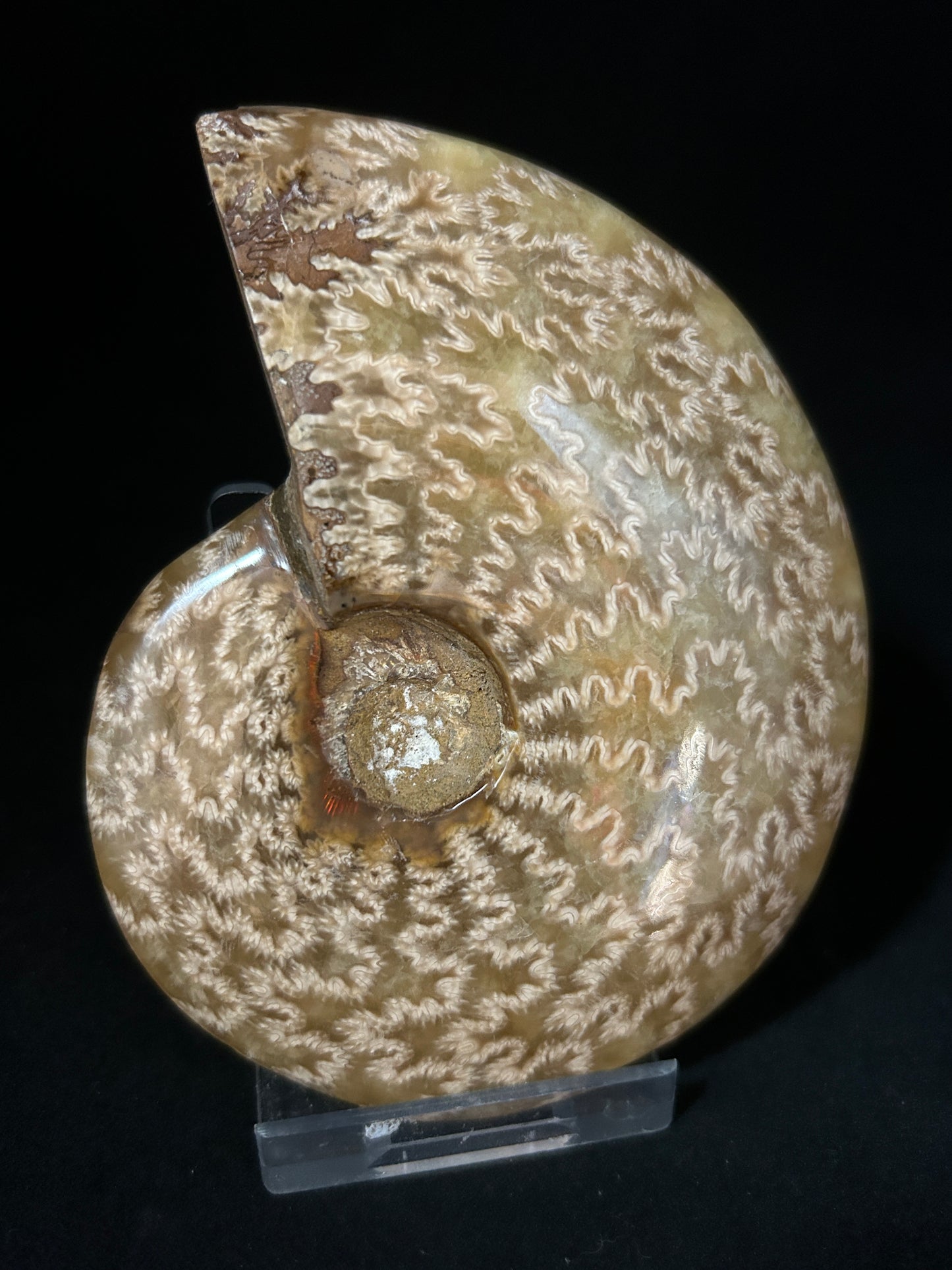 Cleoniceras Ammonite